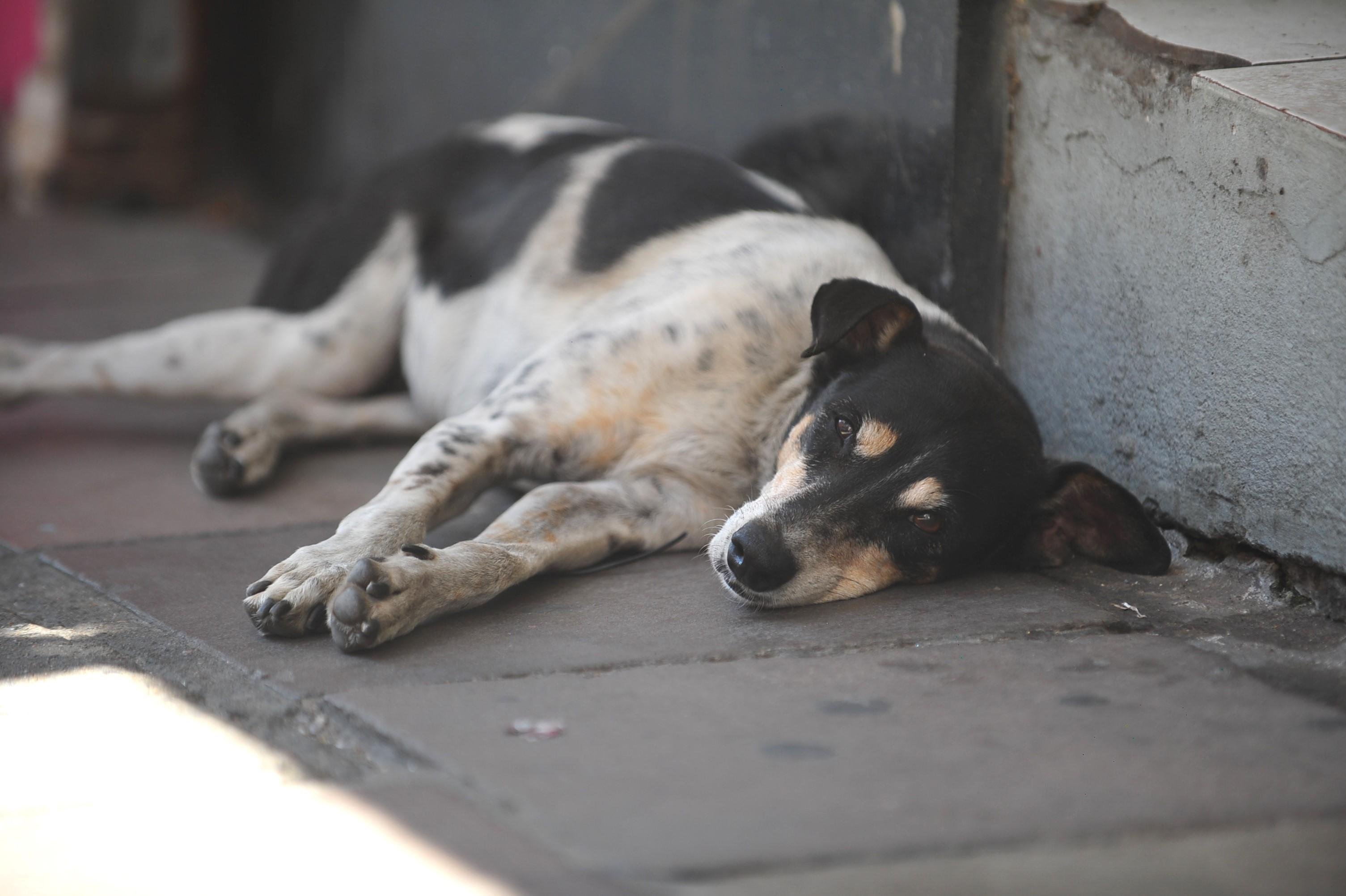 O n&iacute;vel de atividade do c&atilde;o pode diminuir por diferentes motivos, como mudan&ccedil;as na rotina da fam&iacute;lia, redu&ccedil;&atilde;o dos passeios, per&iacute;odos de recupera&ccedil;&atilde;o ou limita&ccedil;&otilde;es relacionadas &agrave; idade