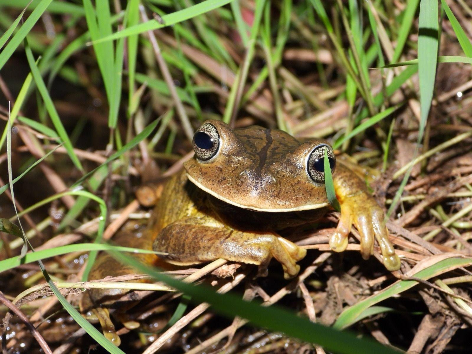Sapo martelo foi uma das 15 esp&eacute;cies diferentes encontradas na localidade da Linha Tapera