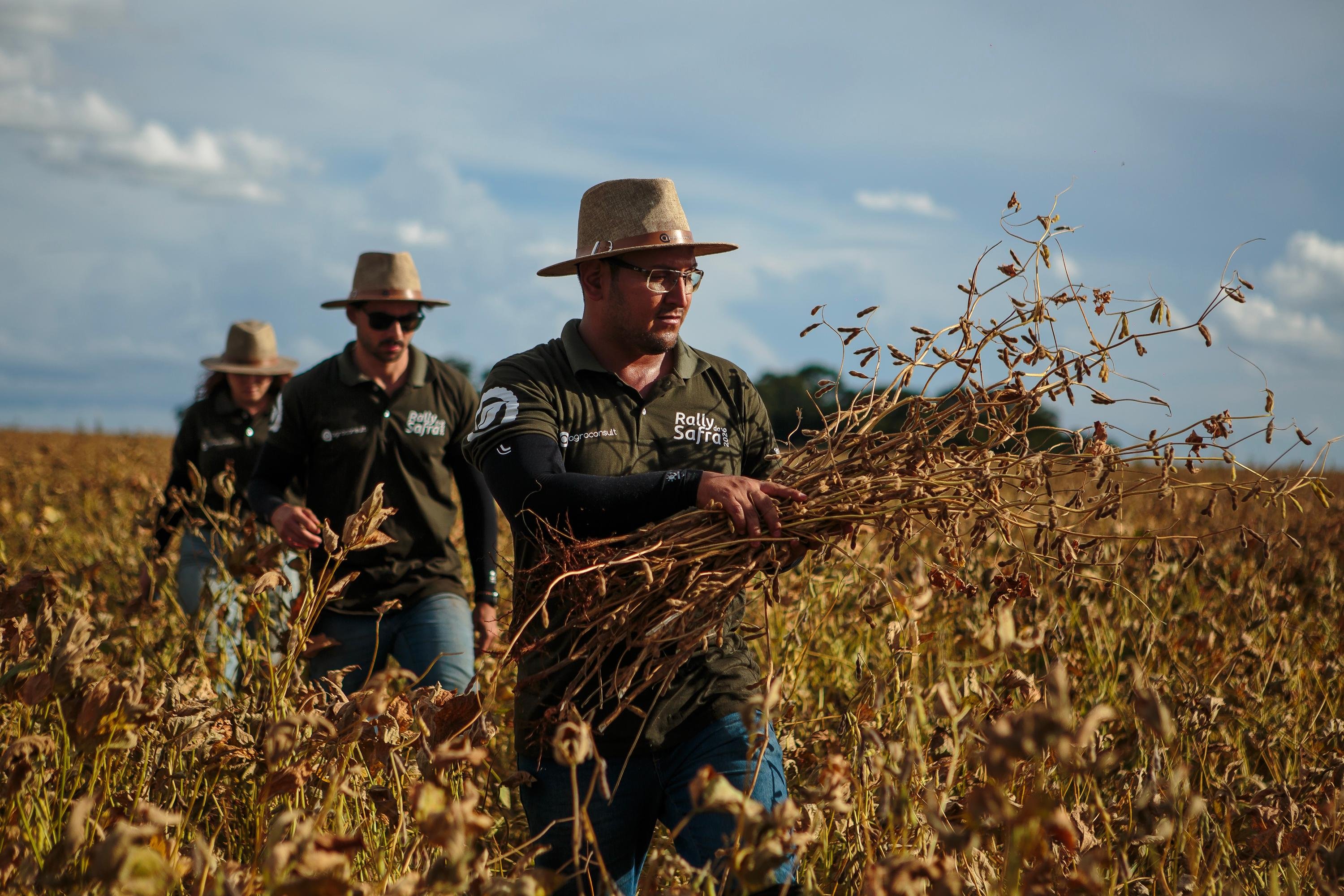 T&eacute;cnicos estimam a produtividade em 62,5 sacas por hectare 1,2 mil lavouras de 11 estados