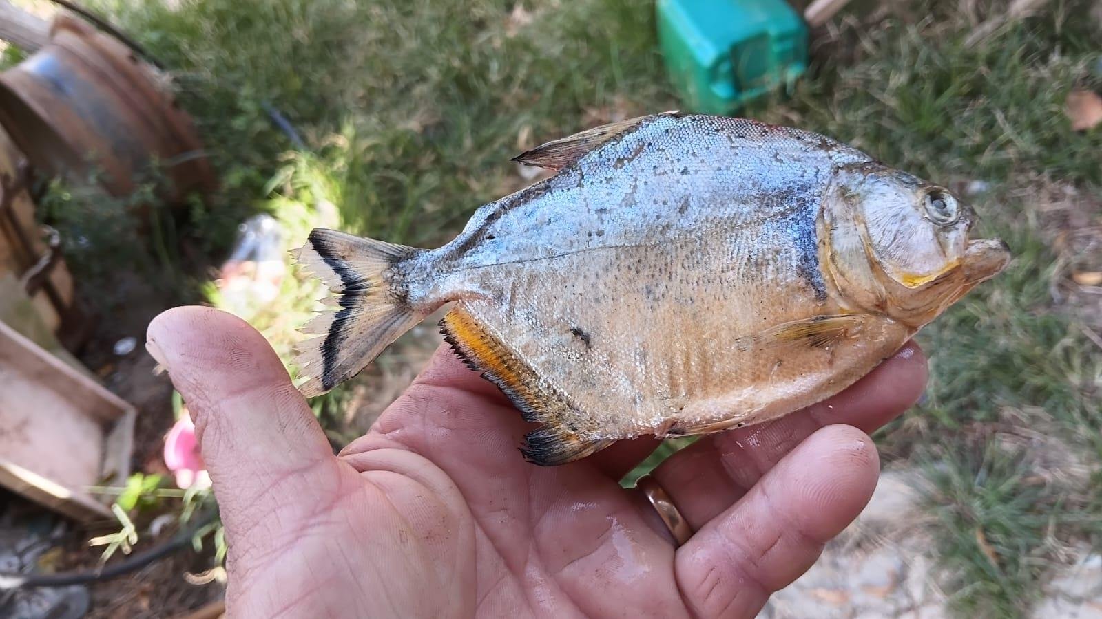 O animal  tamb&eacute;m &eacute; encontrado no canal S&atilde;o Gon&ccedil;alo e nas lagoas dos Patos e Mirim
