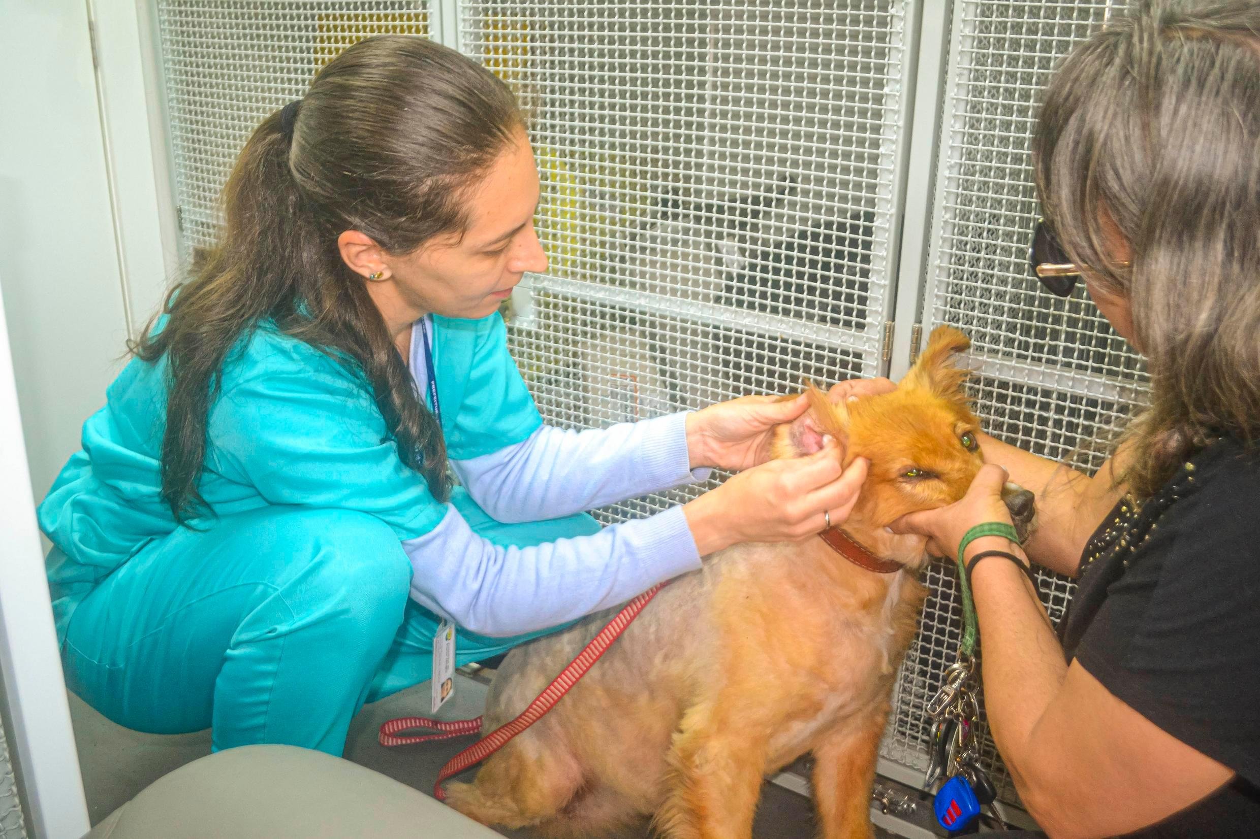 Campanha &eacute; destinada aos porto-alegrenses respons&aacute;veis por c&atilde;es e gatos com N&uacute;mero de Identifica&ccedil;&atilde;o Social (NIS) ativo