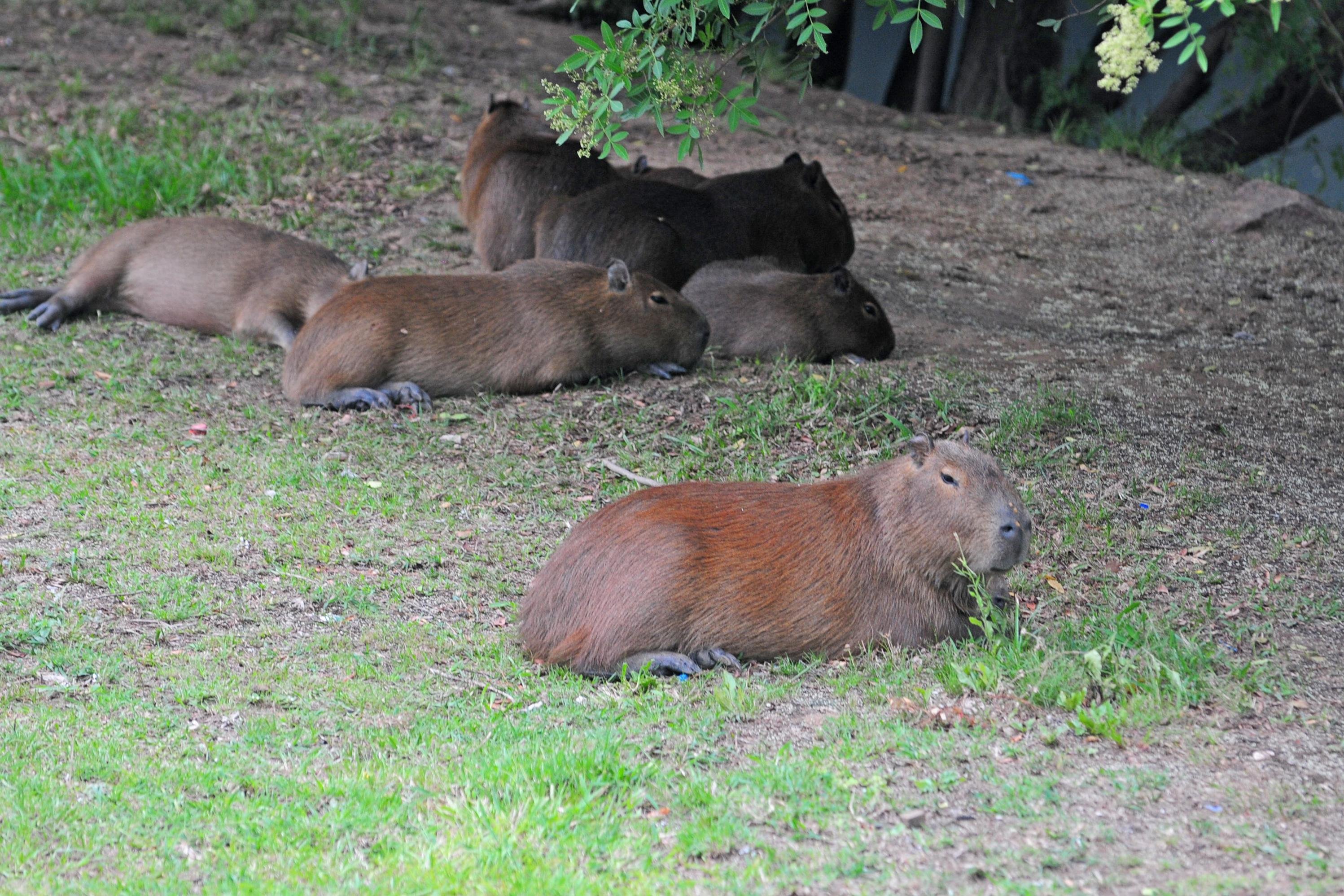 Capivaras &agrave; beira do Arroio Dil&uacute;vio, em Porto Alegre
