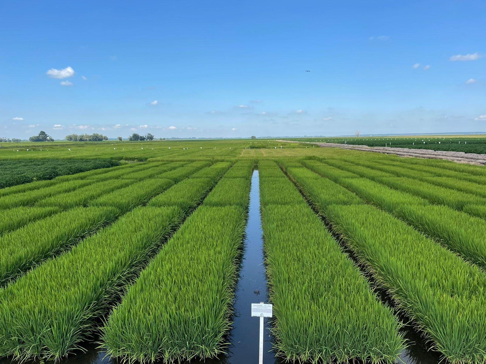 A produ&ccedil;&atilde;o planejada &eacute; de 300 mil toneladas do insumo por ano