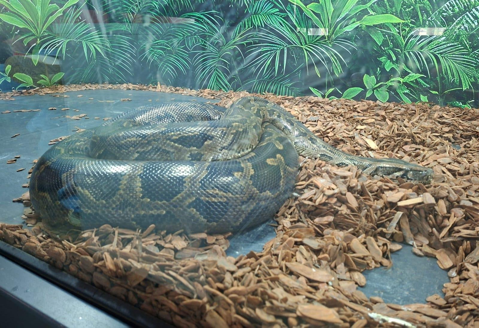 P&iacute;ton &eacute; uma das serpentes mais longas do mundo, podendo chegar a 7 metros