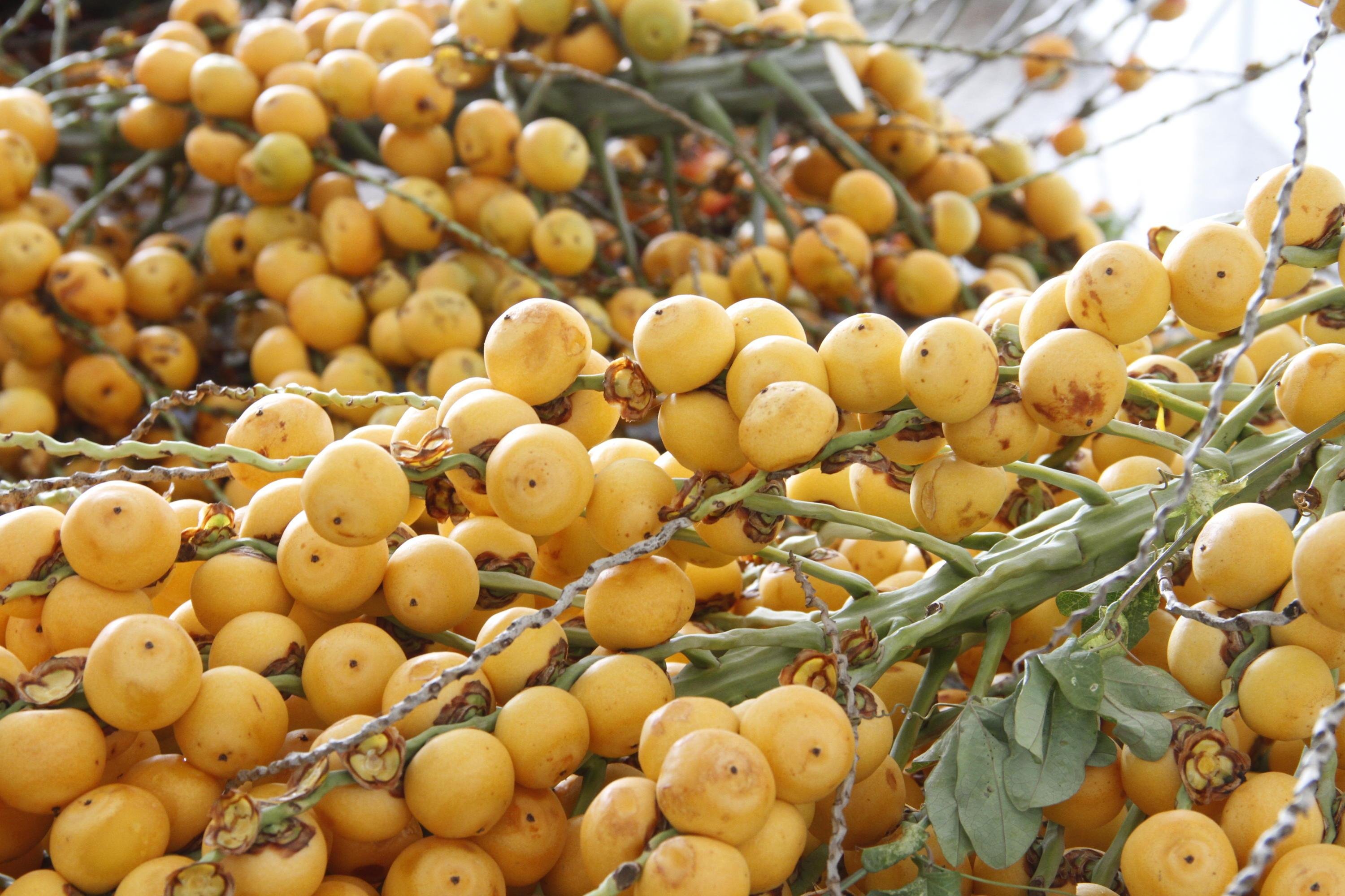 Utilizar frutas nativas na culin&aacute;ria colabora para a valoriza&ccedil;&atilde;o de cadeias produtivas locais