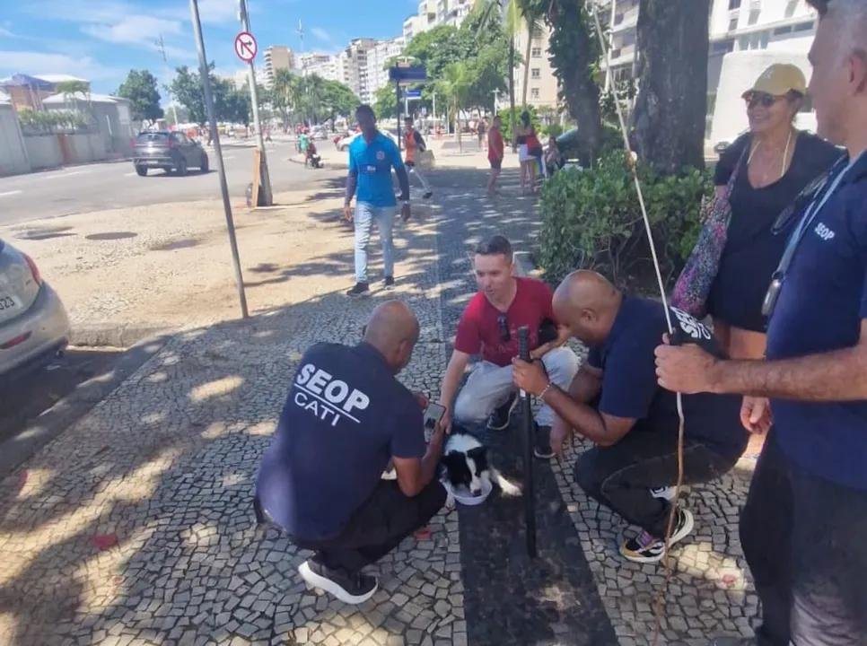 Cadela &eacute; resgatada no Rio de Janeiro