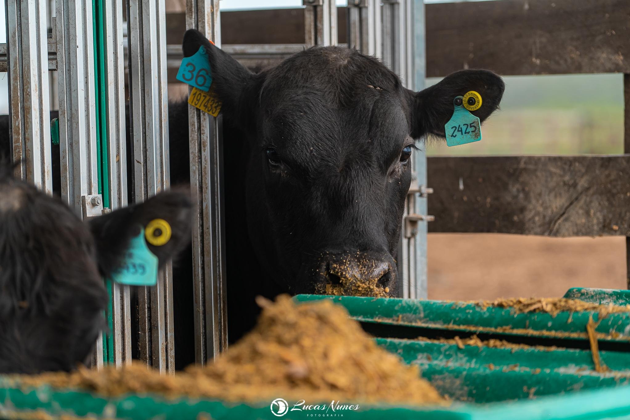 A emiss&atilde;o do g&aacute;s &eacute; importante para avaliar o impacto clim&aacute;tico da pecu&aacute;ria, melhorar a efici&ecirc;ncia alimentar e desenvolver sistemas de produ&ccedil;&atilde;o mais sustent&aacute;veis