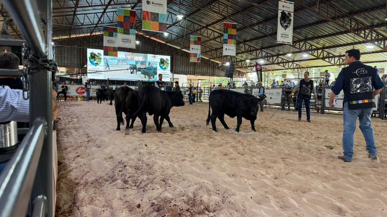 Congresso Mundial Angus, em Londrina, tem a maior delega&ccedil;&atilde;o ga&uacute;cha j&aacute; enviada &agrave; competi&ccedil;&atilde;o