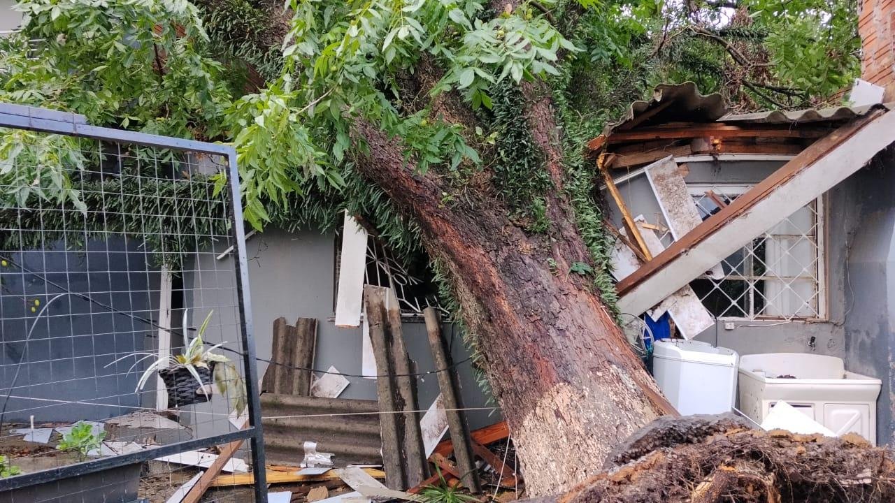 Uma &aacute;rvore caiu sobre uma casa em Passo Fundo