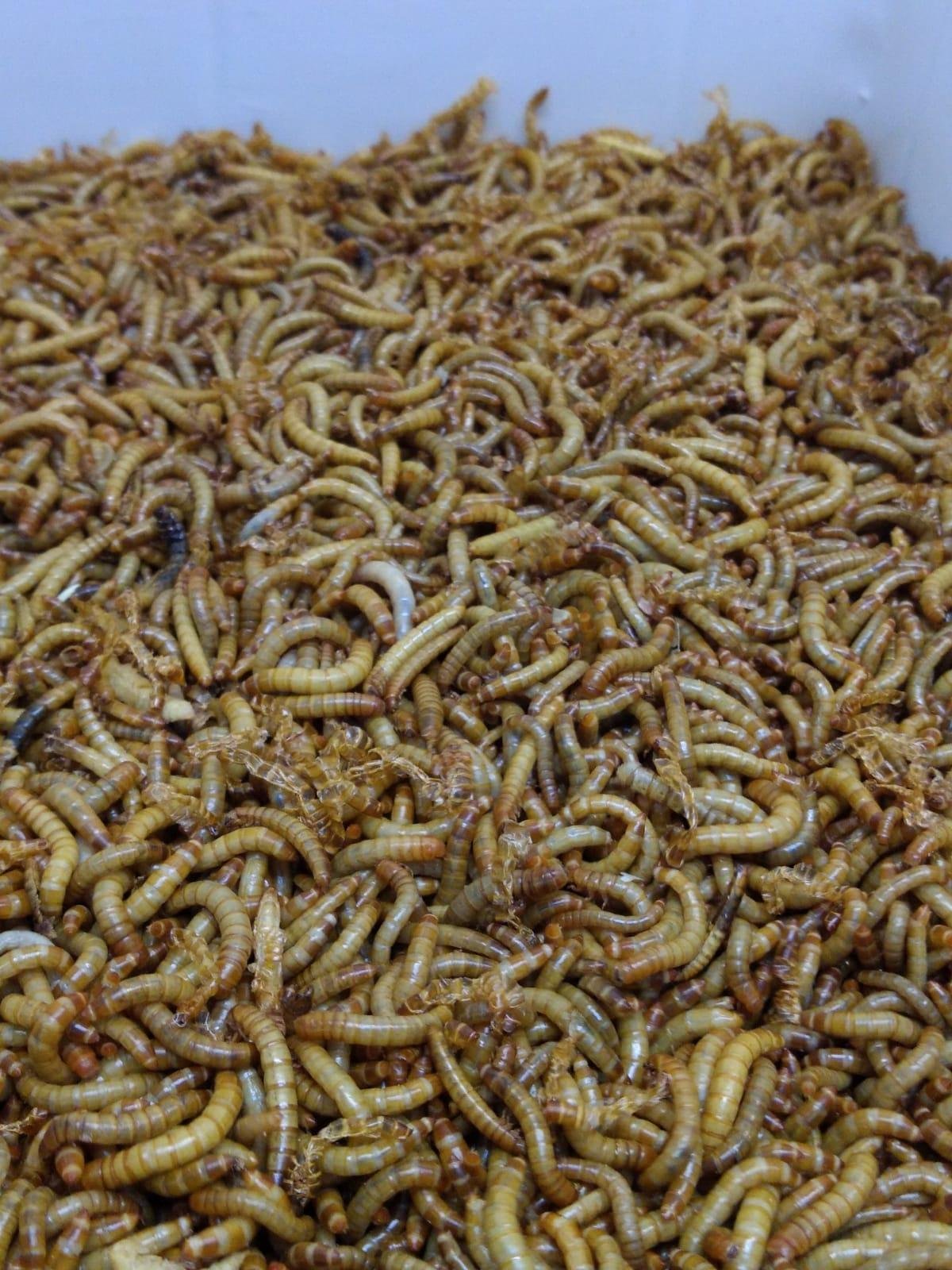 Produ&ccedil;&atilde;o depende de uma &aacute;rea pequena e de pouca &aacute;gua, al&eacute;m de ser circular, pois reaproveita inclusive o esterco como adubo
