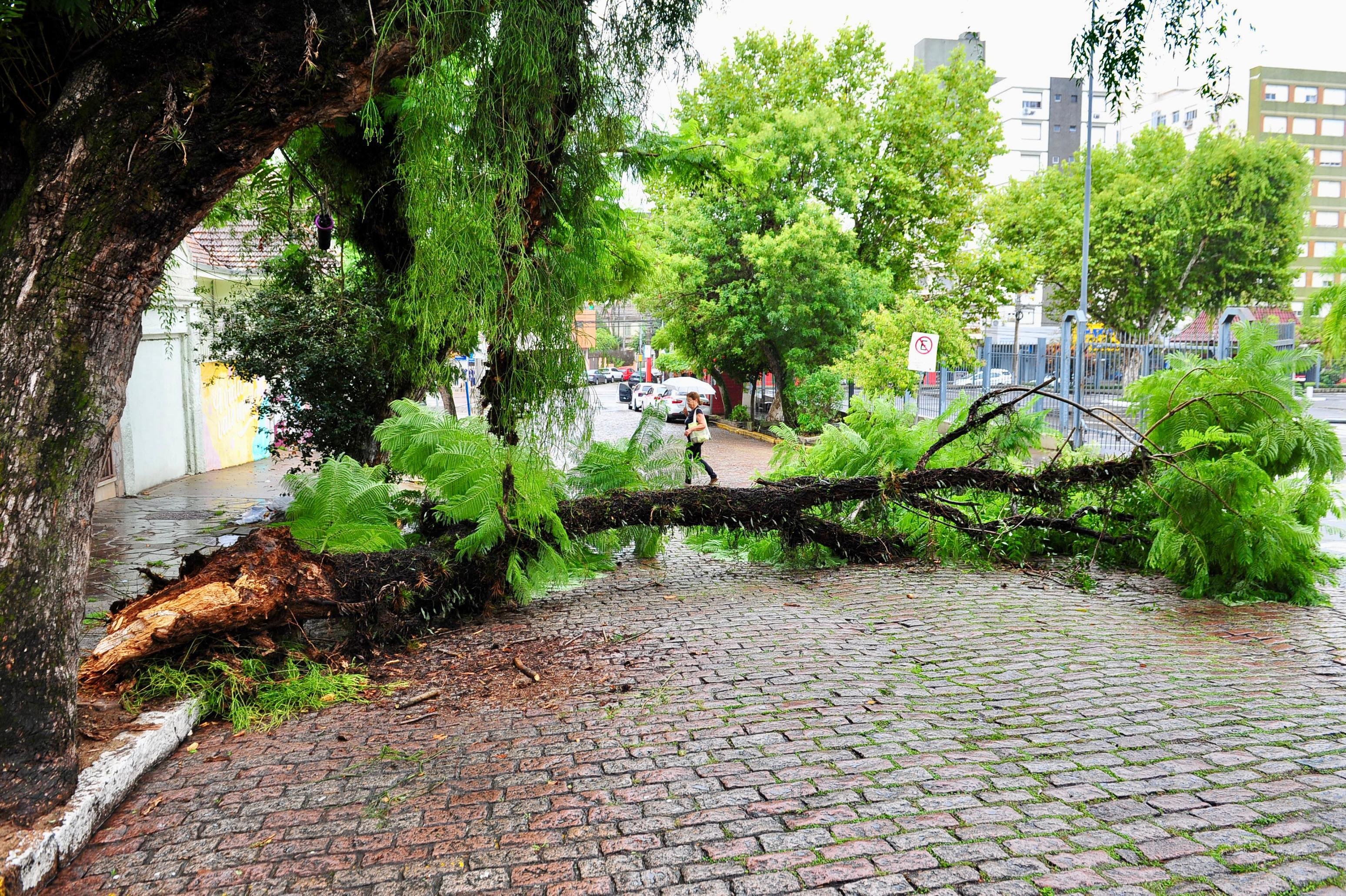 Queda de &aacute;rvore na rua Hoffmann, no bairro Floresta, em Porto Alegre