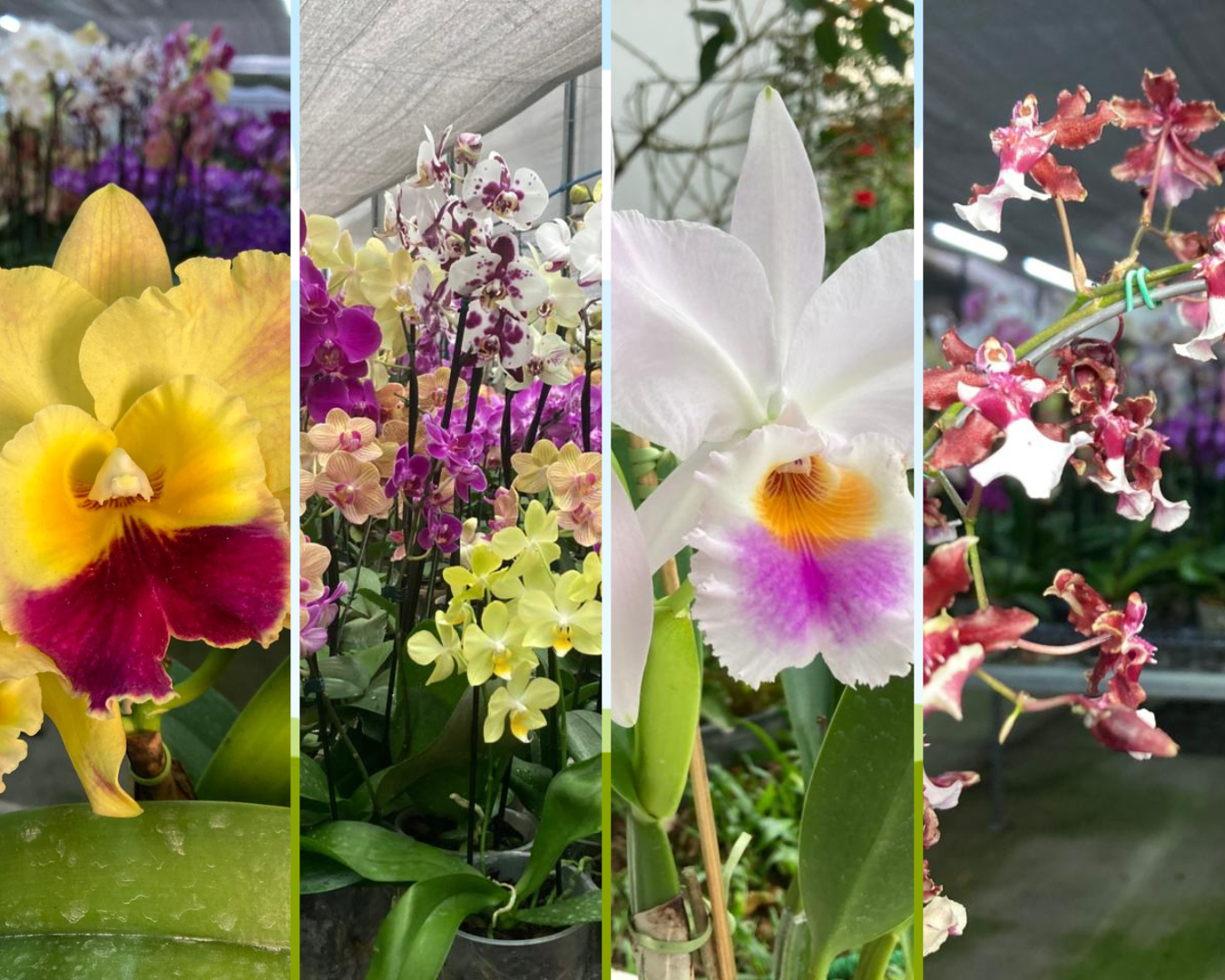 Esp&eacute;cies como Cattleya labiata, Oncidium, Phalaenopsis e Dendrobium est&atilde;o entre as orqu&iacute;deas que florescem no outono