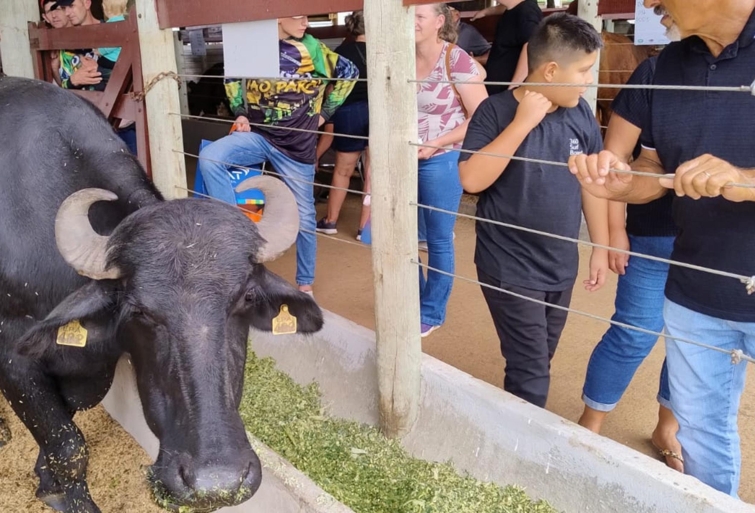 O espa&ccedil;o dedicado &agrave; bubalinocultura na feira conta com quatro exemplares da ra&ccedil;a Murrah
