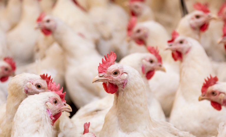 Estado exportou 493,8 mil toneladas de carne de frango