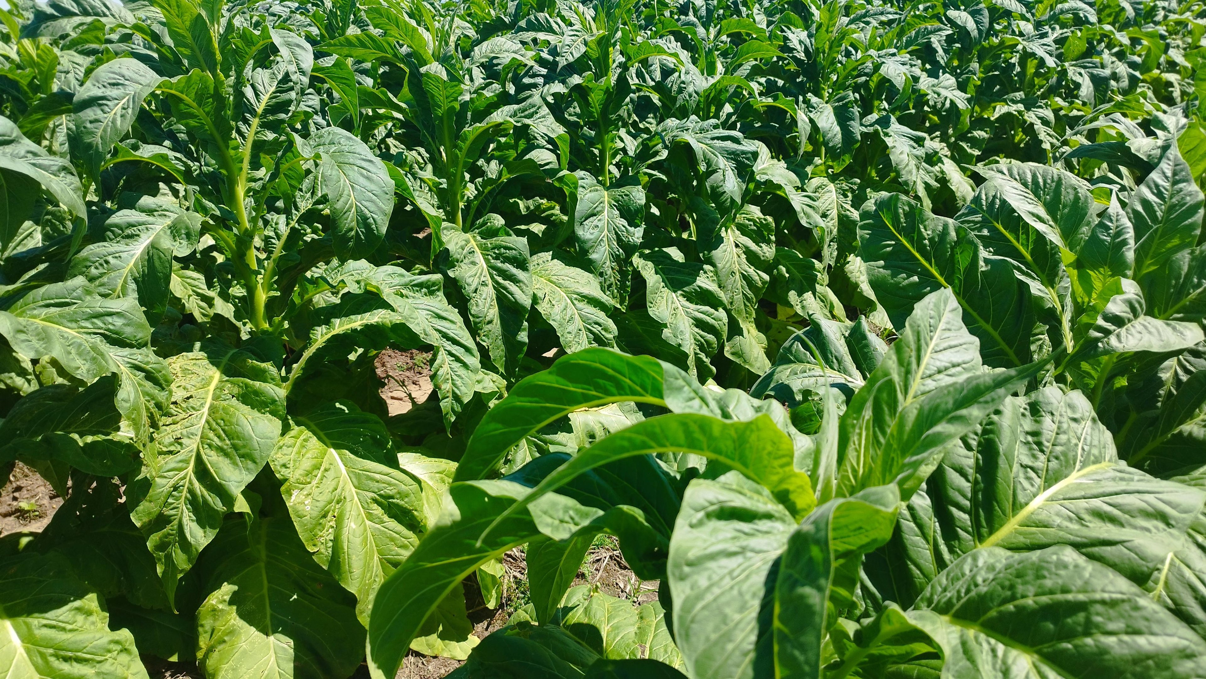 Entidade solicita defesa da cadeia produtiva diante de barreiras regulat&oacute;rias internacionais