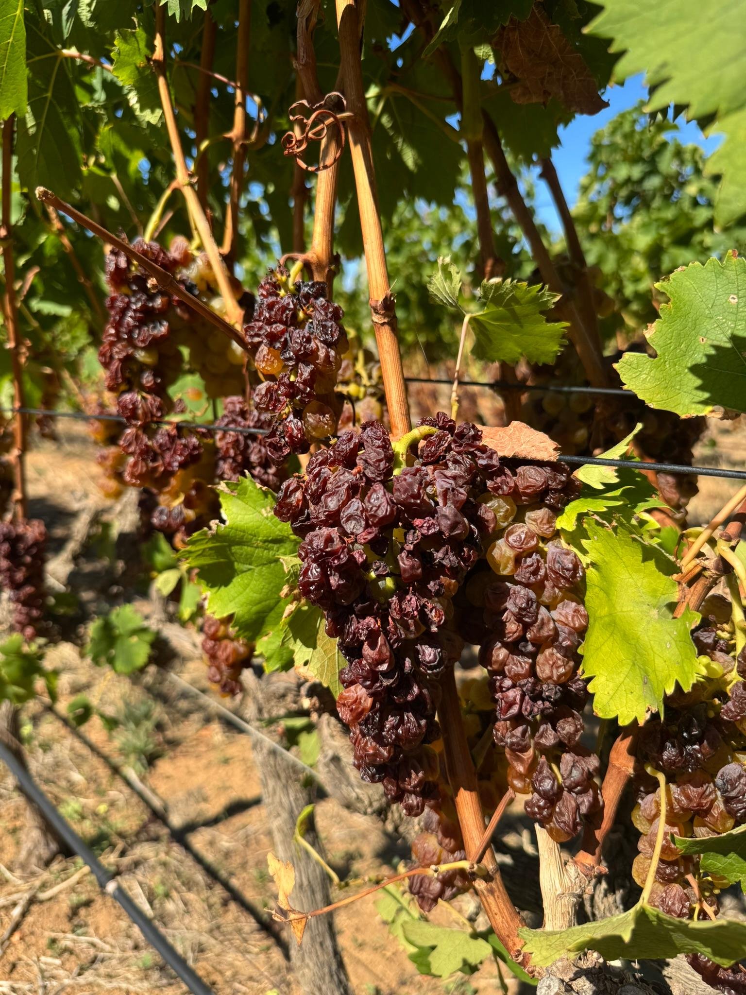 Esses vinhos doces s&atilde;o &uacute;nicos pela combina&ccedil;&atilde;o de colheita tardia e sele&ccedil;&atilde;o manual