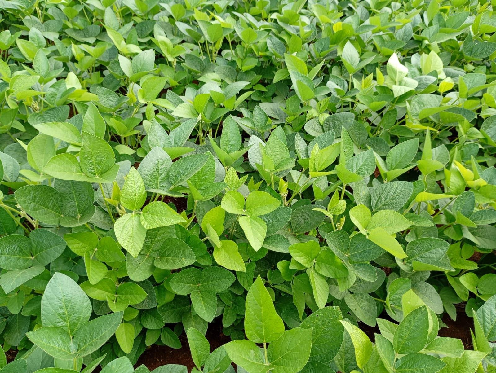 Produtores falam em cobran&ccedil;as de cerca de R$ 284 por hectare no ato da compra da semente certificada