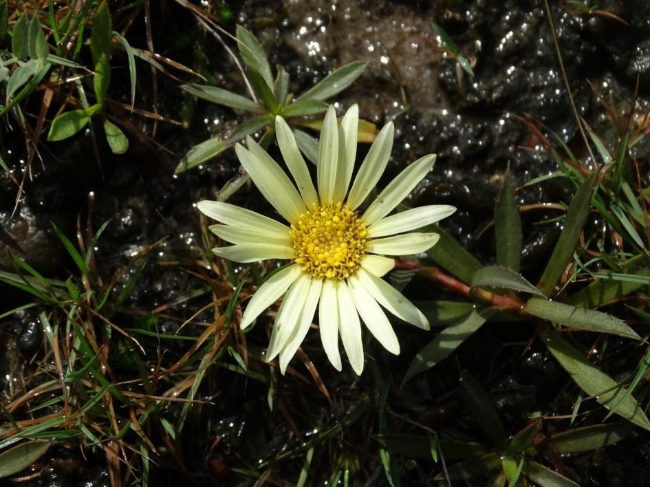 Uma das unidades da Grindelia mutabilis fotografada durante uma expedi&ccedil;&atilde;o t&eacute;cnica no Parque Estadual do Espinilho