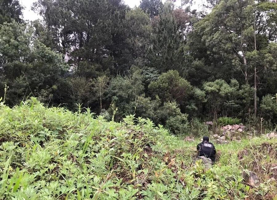 Imagem da a&ccedil;&atilde;o contra quadrilha na &aacute;rea rural de Gramado, em 2019