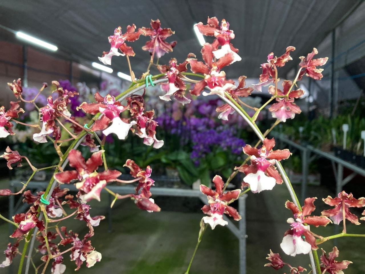 A orqu&iacute;dea-chocolate, da variedade Oncidium Sherry Baby, chama aten&ccedil;&atilde;o pelas flores delicadas e pelo perfume marcante