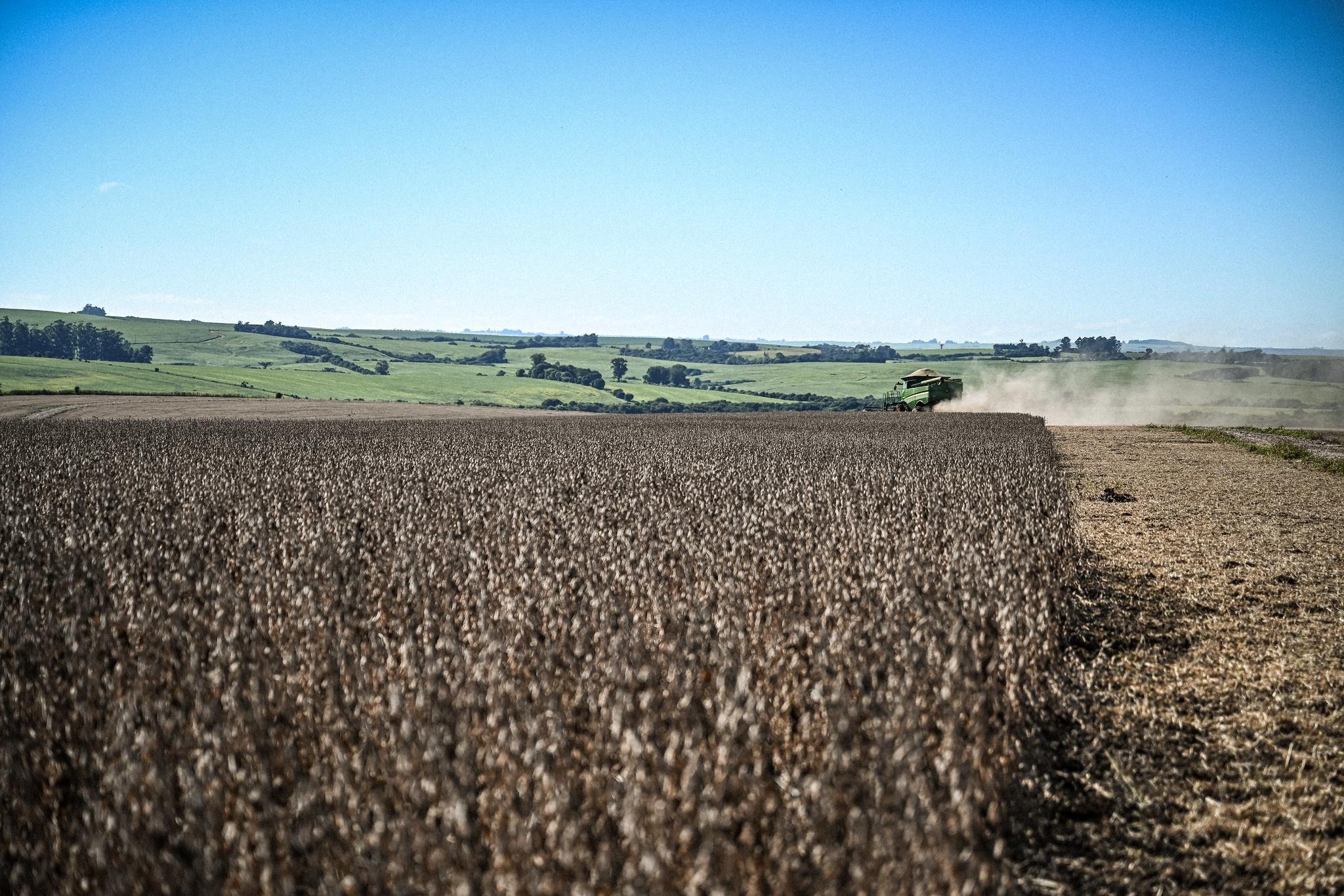 A colheita chega a 38% das lavouras, facilitada pelo predom&iacute;nio de tempo seco, elevada insola&ccedil;&atilde;o e baixa umidade relativa do ar