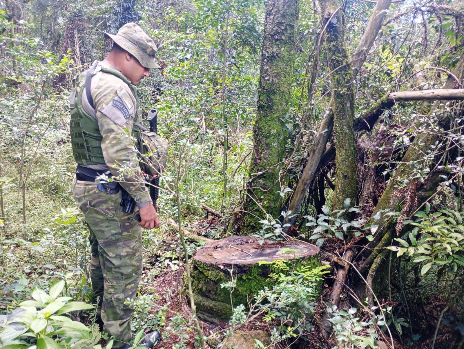 Den&uacute;ncia an&ocirc;nima levou a Brigada Militar ao interior de Selbach, onde foi identificado o corte seletivo de 12 Araucarias
