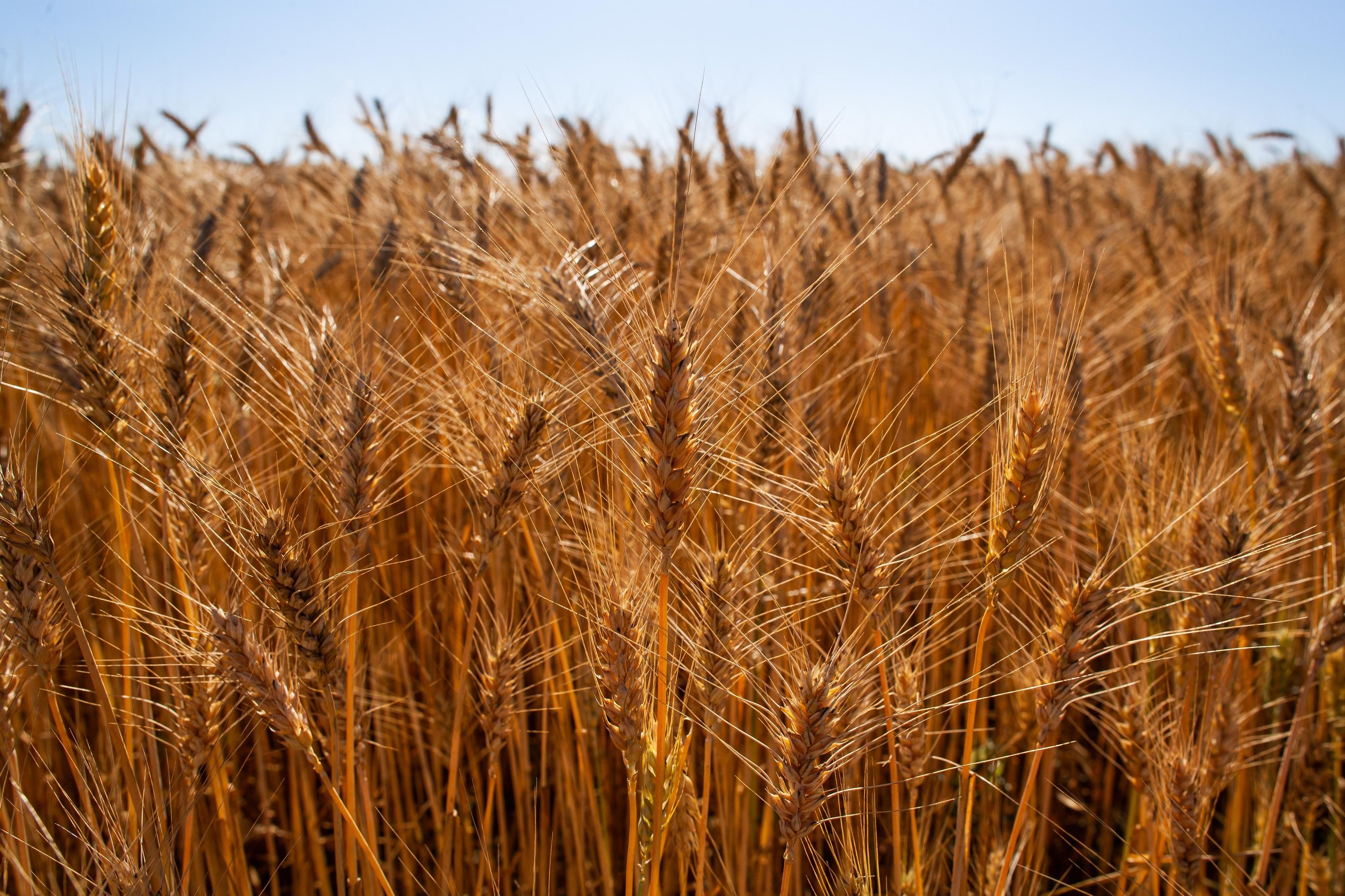 Nos &uacute;ltimos cinco anos, o Rio Grande do Sul produziu cerca de 18,4 milh&otilde;es de toneladas do cereal