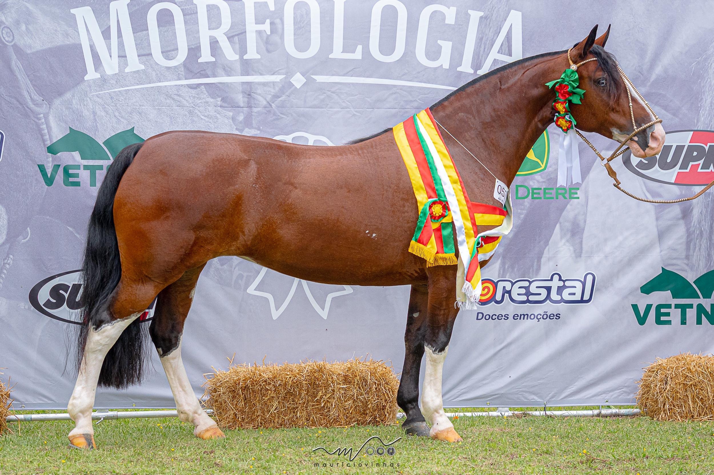 Animal foi considerado equilibrado e com boas angula&ccedil;&otilde;es. Tamb&eacute;m mostrou feminilidade e pot&ecirc;ncia muscular