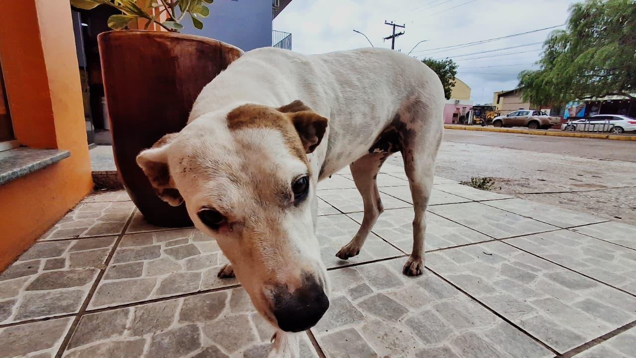 A medida tem o objetivo de conter o aumento de animais nas ruas