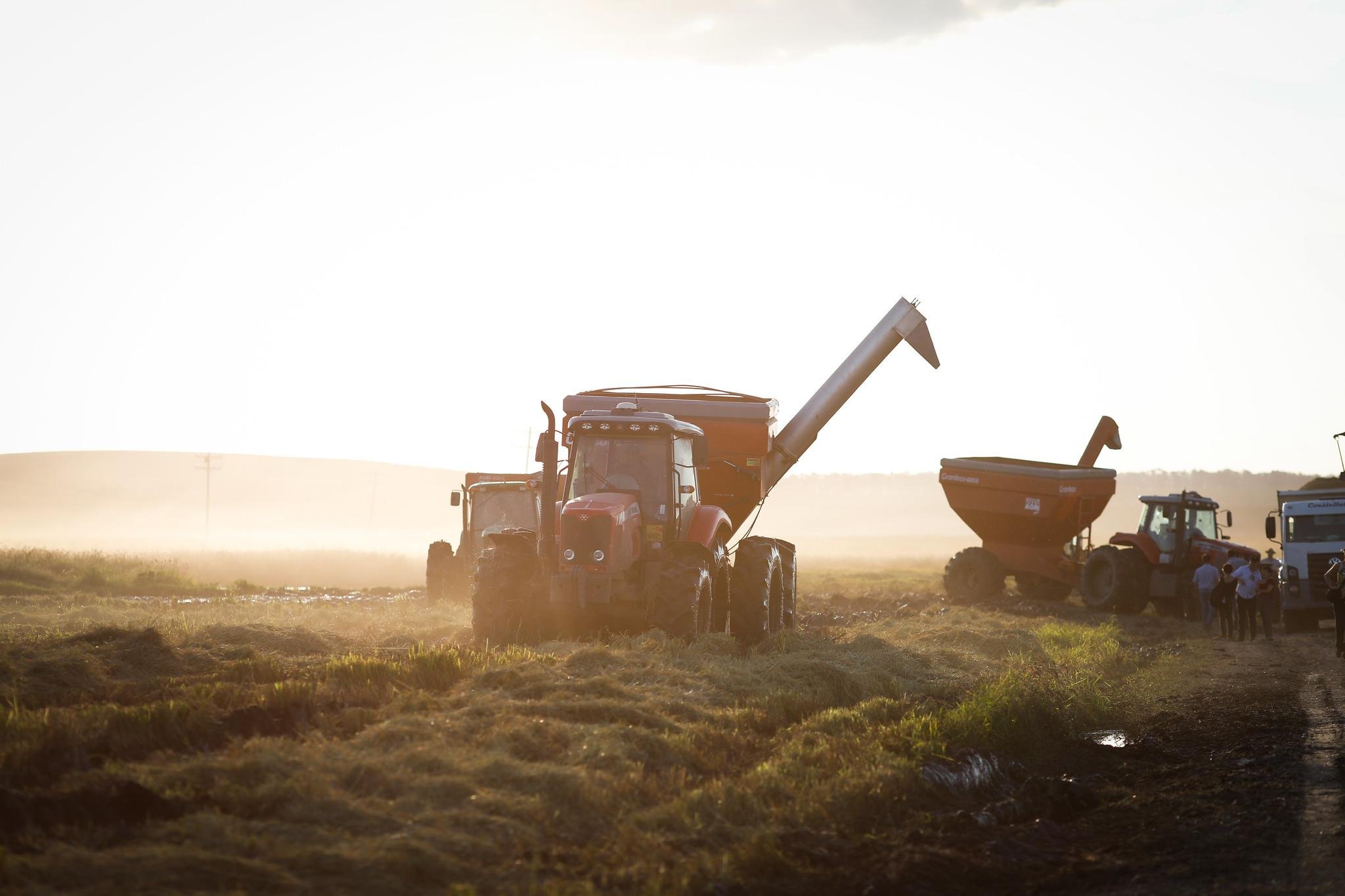 No arroz o aumento do diesel representa acr&eacute;scimo de R$ 185,72 por hectare, ou 2,95 sacas/hectare