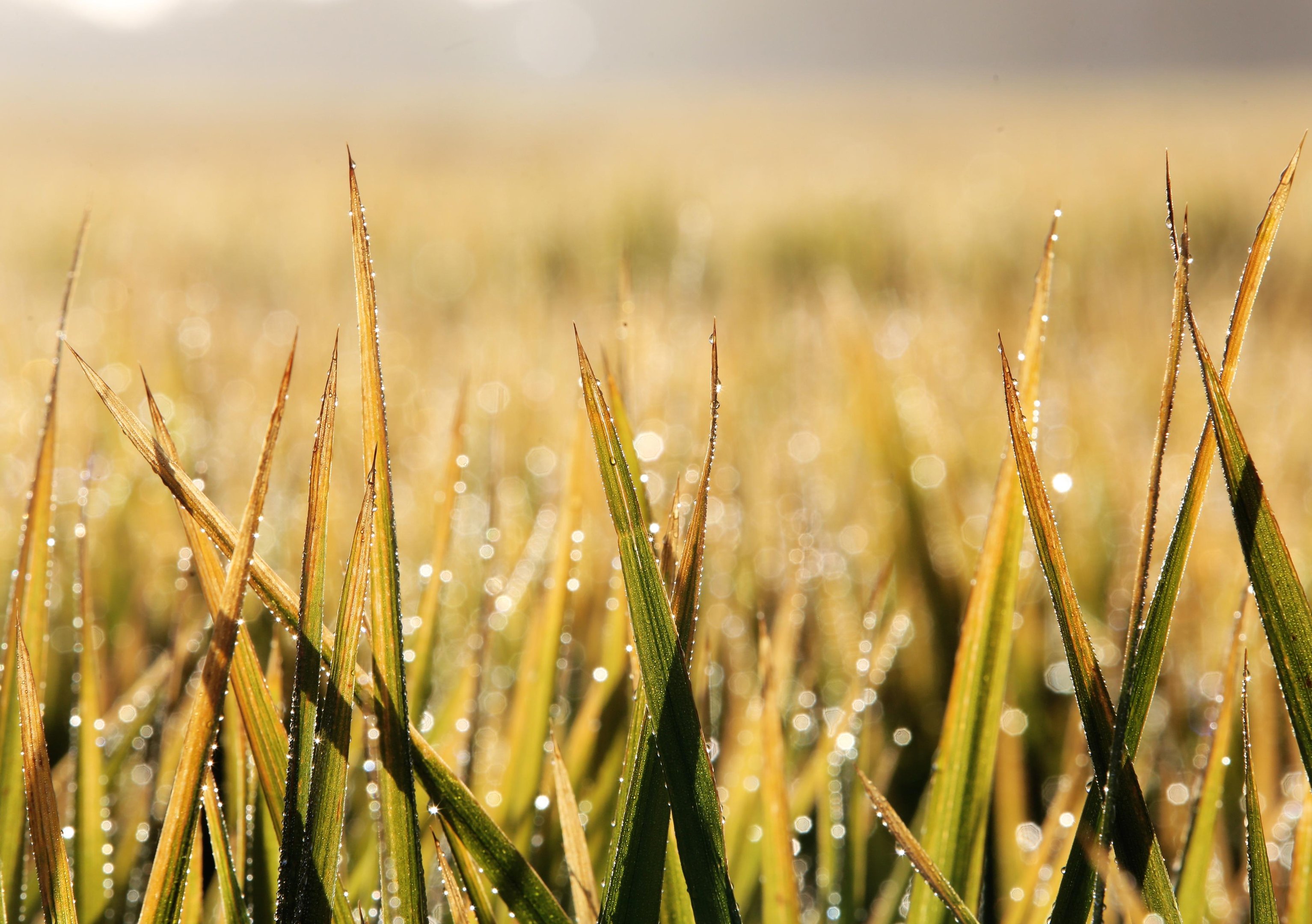 Estimativa de produtividade para arroz na safra atual caiu para 8.641 quilos por hectare