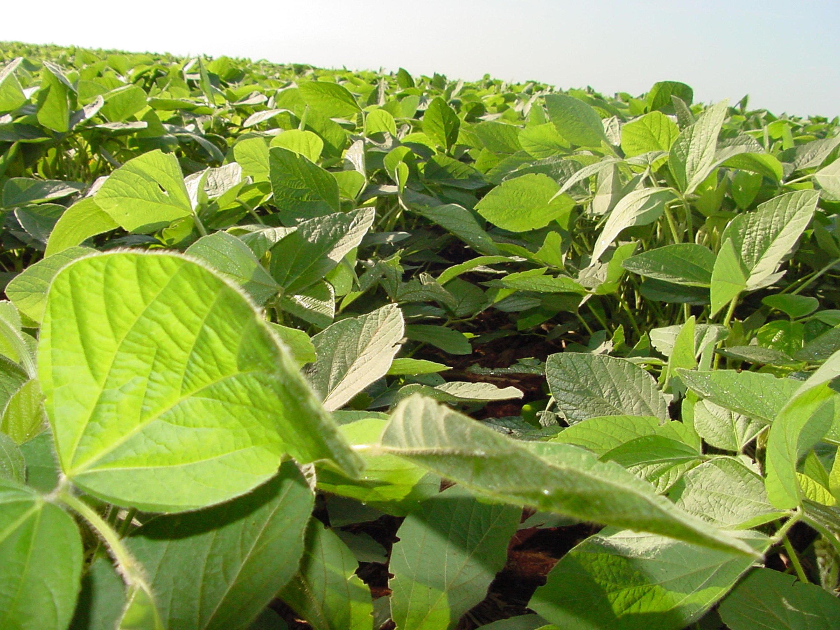 Produtos biol&oacute;gicos auxiliam no crescimento das plantas e controle de pragas e doen&ccedil;as