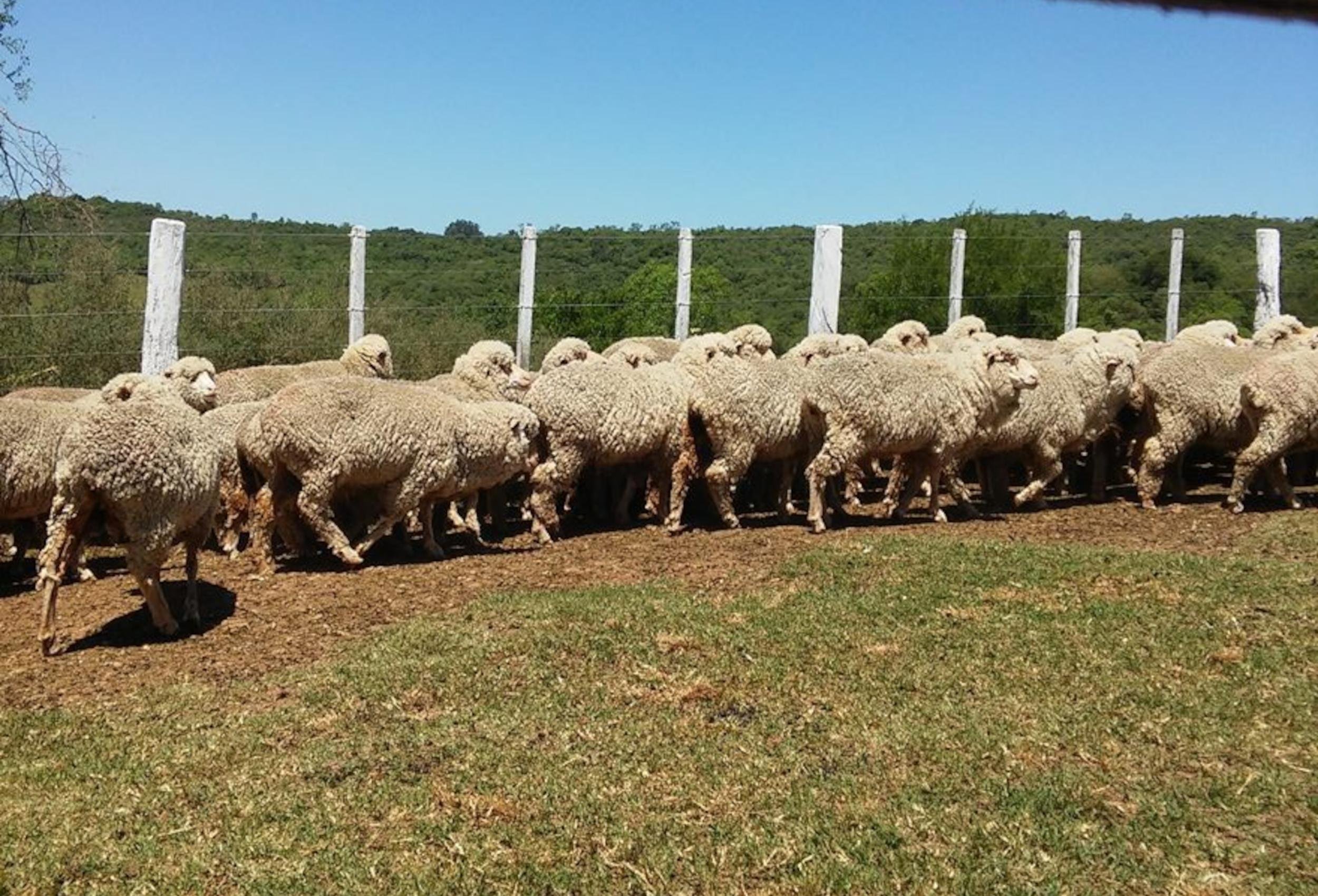 A execu&ccedil;&atilde;o prev&ecirc; etapas de coleta de dados, an&aacute;lise t&eacute;cnica e acompanhamento