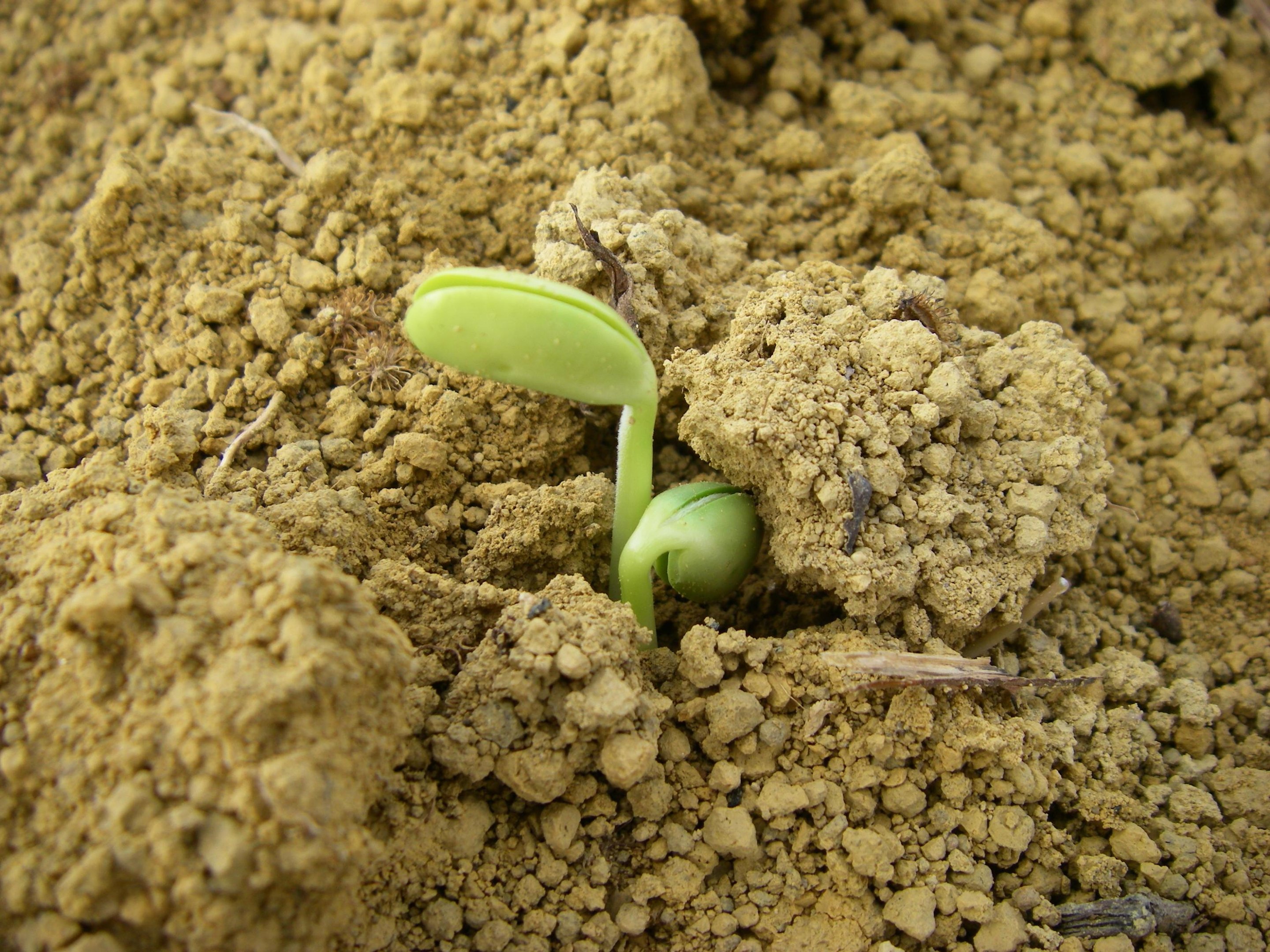 Programa de capacita&ccedil;&atilde;o t&eacute;cnica ser&aacute; sobre agricultura sustent&aacute;vel