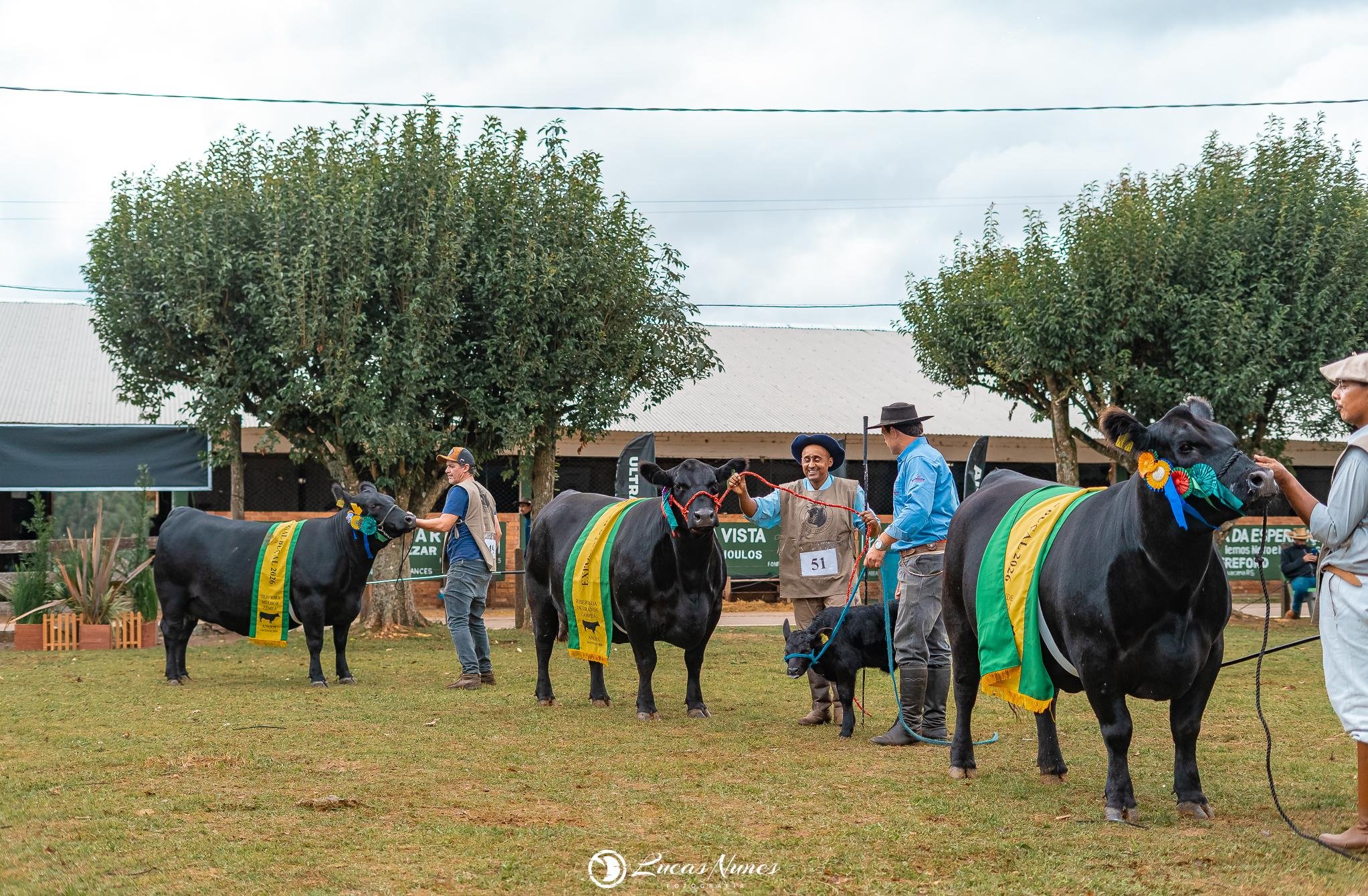 Premiados em campeonatos e grandes campeonatos receberam passaporte para o leil&atilde;o do Secretariado Mundial Angus