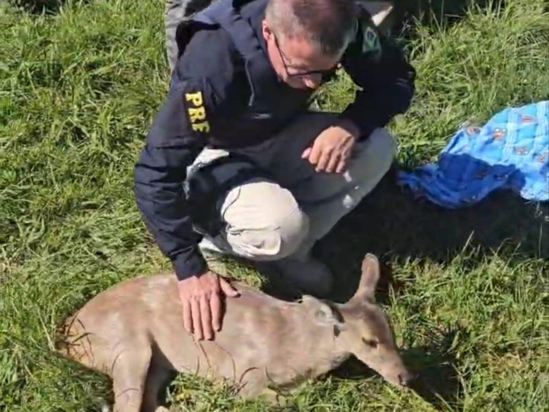 Animal foi localizado ferido nas proximidades da Embrapa, na BR 285 em Vacaria