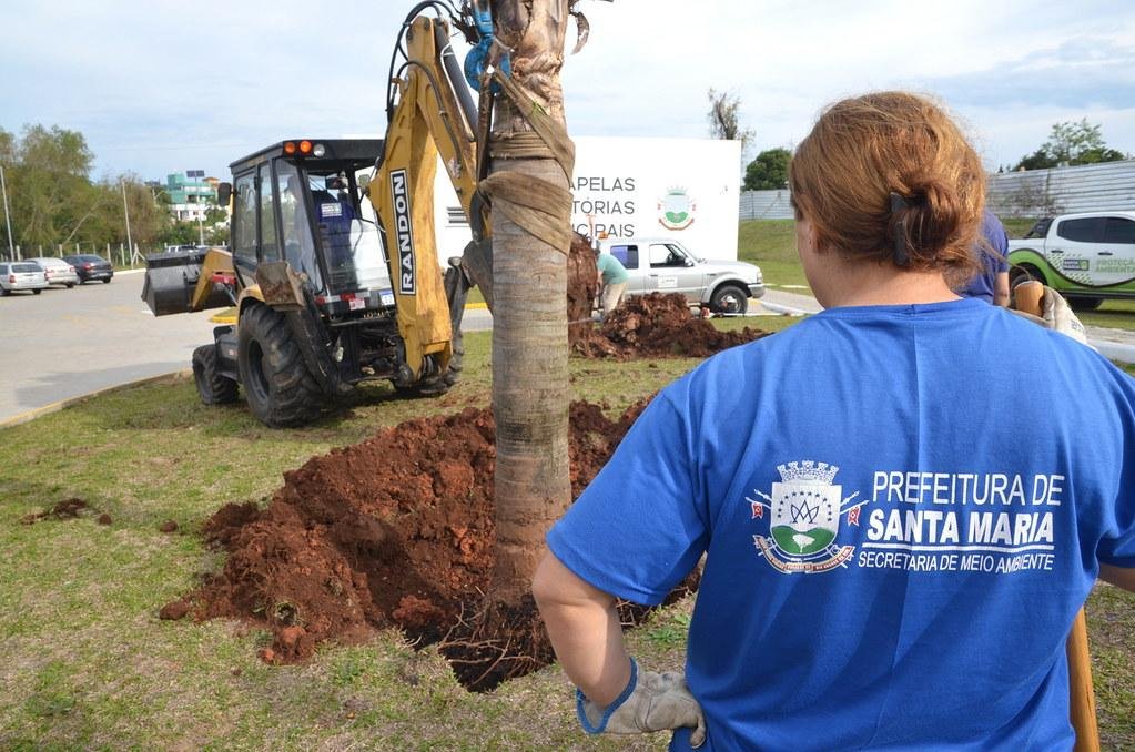 Cabe &agrave; Prefeitura de Santa Maria definir as a&ccedil;&otilde;es, incluindo a defini&ccedil;&atilde;o dos locais de plantio e a autoriza&ccedil;&atilde;o para supress&atilde;o de &aacute;rvores quando necess&aacute;rio