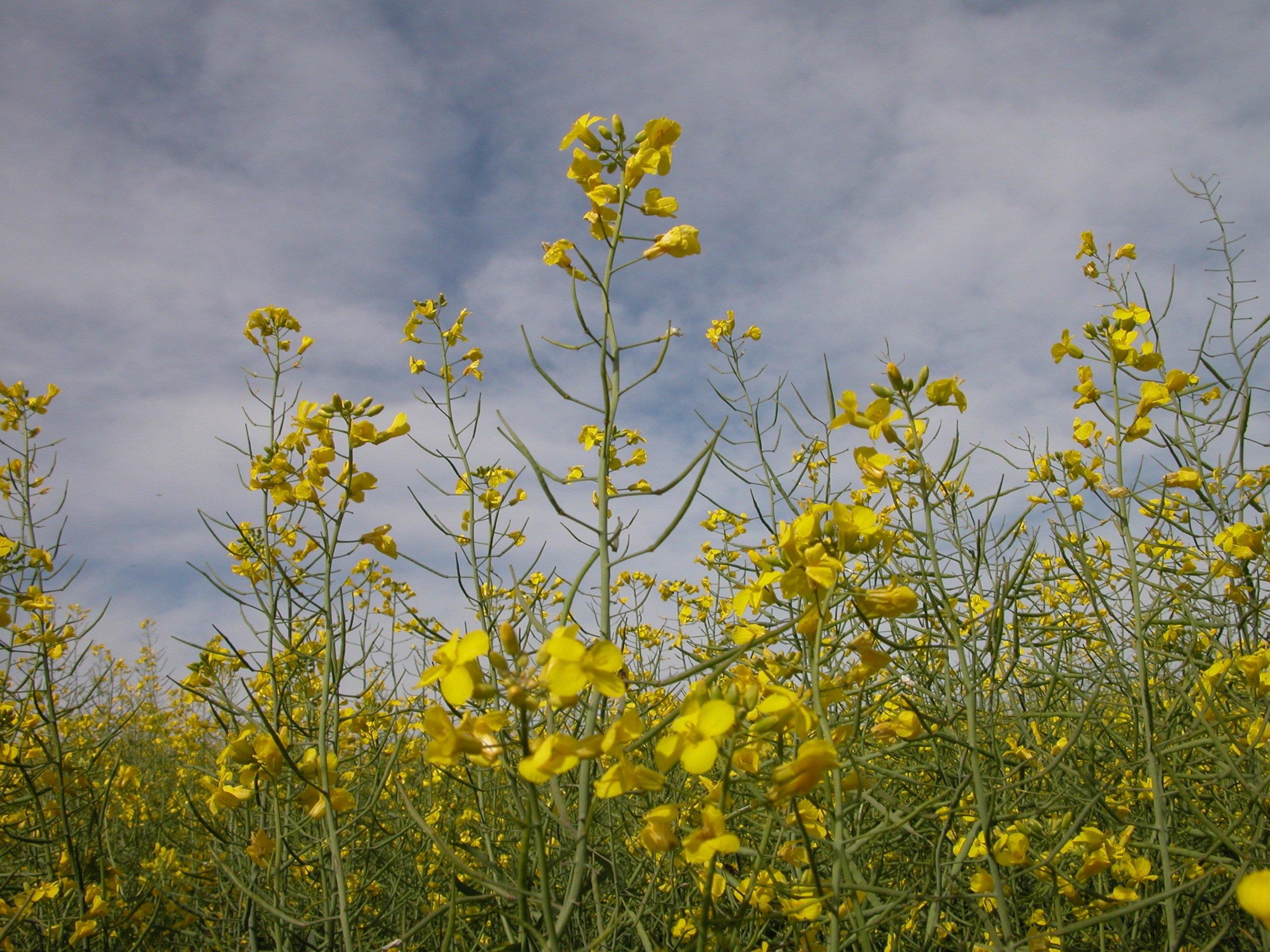 Previs&atilde;o &eacute; que &aacute;rea ga&uacute;cha da canola ser&aacute; muito superior nesta safra de inverno em rela&ccedil;&atilde;o &agrave; de 2025
