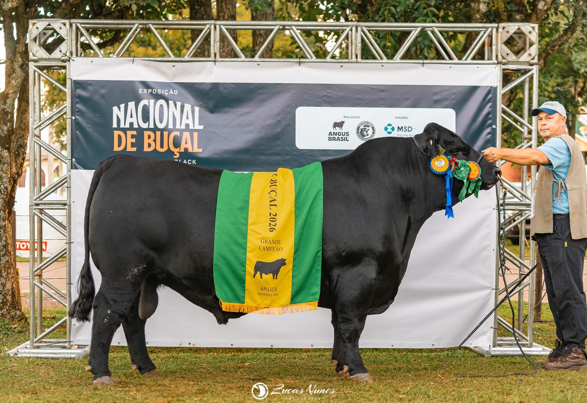 O touro Rincon Caruso TE 4173 Raindance del Sarandy, campe&atilde;o em Vacaria