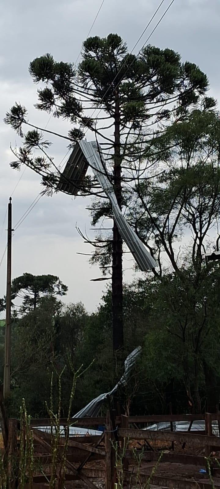Em Selbach, telhas de um im&oacute;vel foram parar na copa de uma arauc&aacute;ria durante o temporal com fortes rajadas de vento