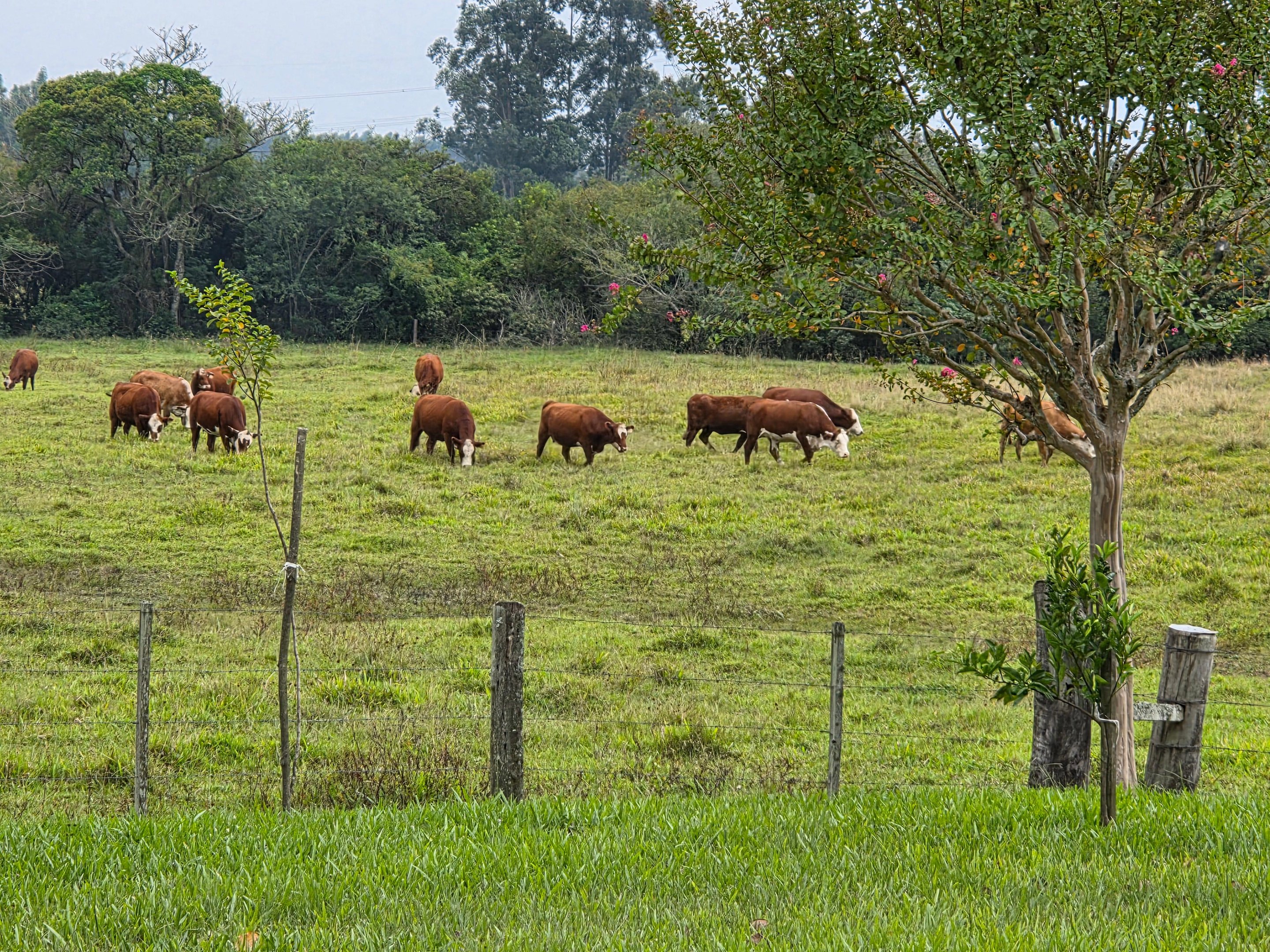 O sistema transforma a realidade pr&aacute;tica da fazenda em equa&ccedil;&otilde;es matem&aacute;ticas que permitem projetar o futuro