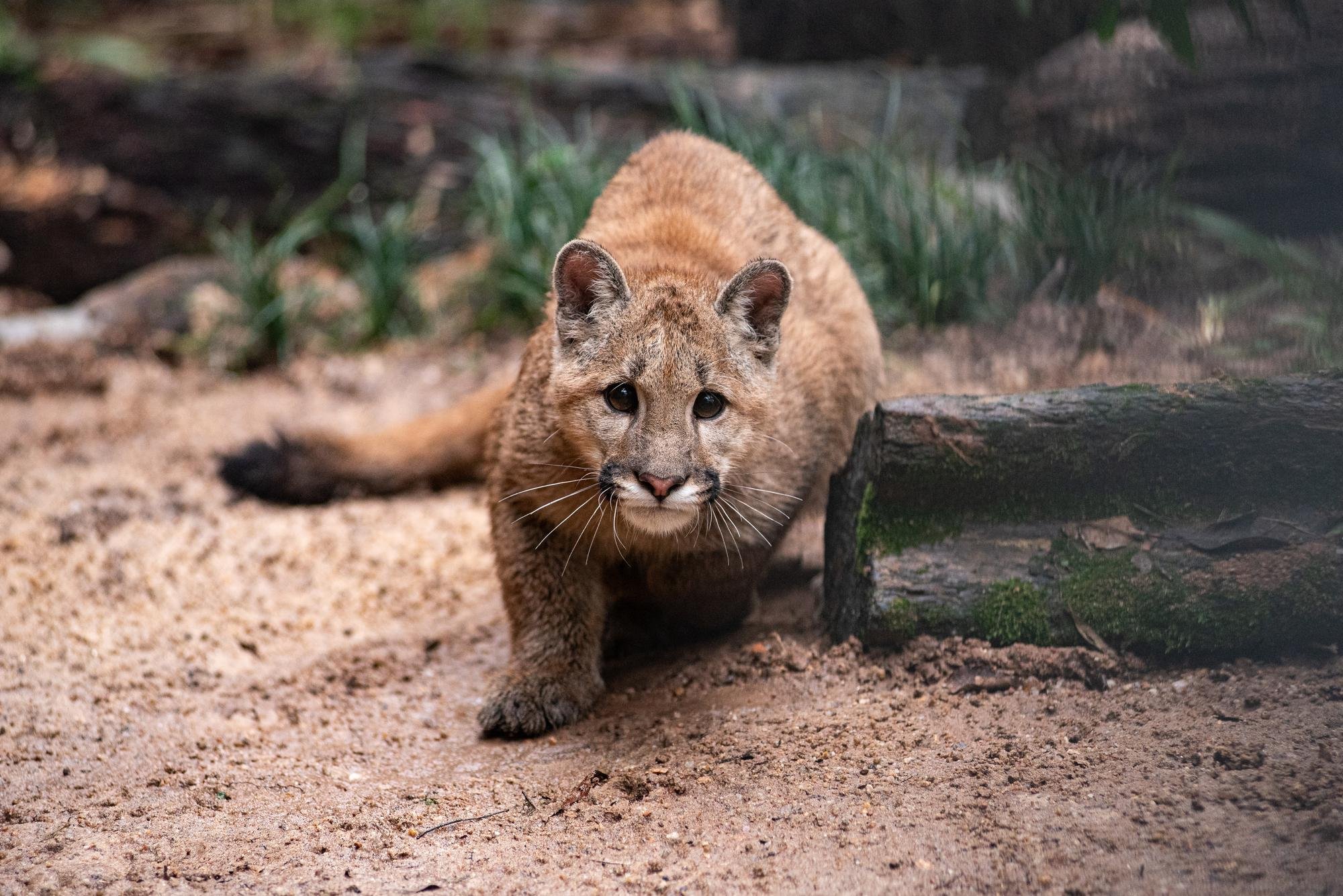 Espa&ccedil;o apresenta grande diversidade de animais, como o puma Valente Guilherme