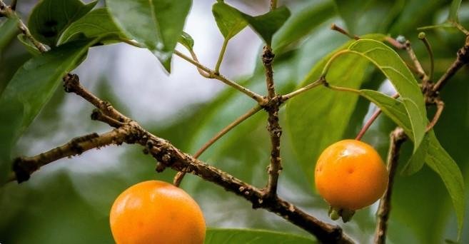 Campomanesia xanthocarpa, nome cient&iacute;fico da guabiroba estudada pelos cientistas da Udesc, &eacute; encontrada predominantemente nas regi&otilde;es Sul e Sudeste