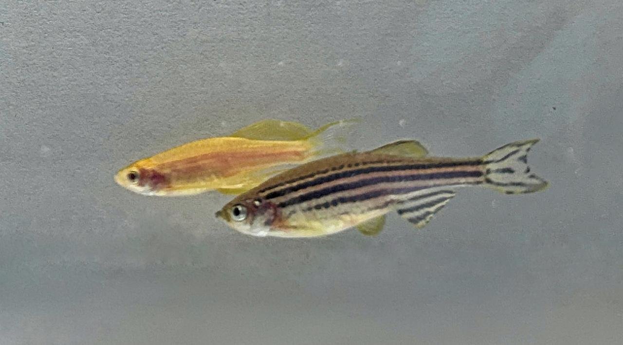 O zebrafish mais claro j&aacute; foi geneticamente editado