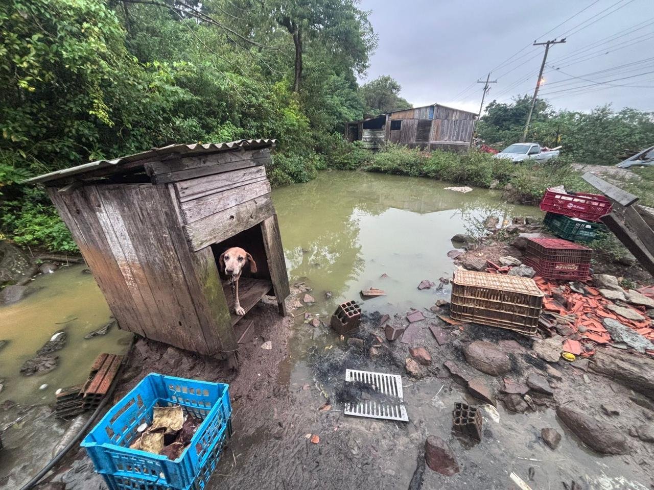 Em Os&oacute;rio, os animais foram apreendidos e respons&aacute;vel encaminhado &agrave; DP, onde foi feito o registro da ocorr&ecirc;ncia