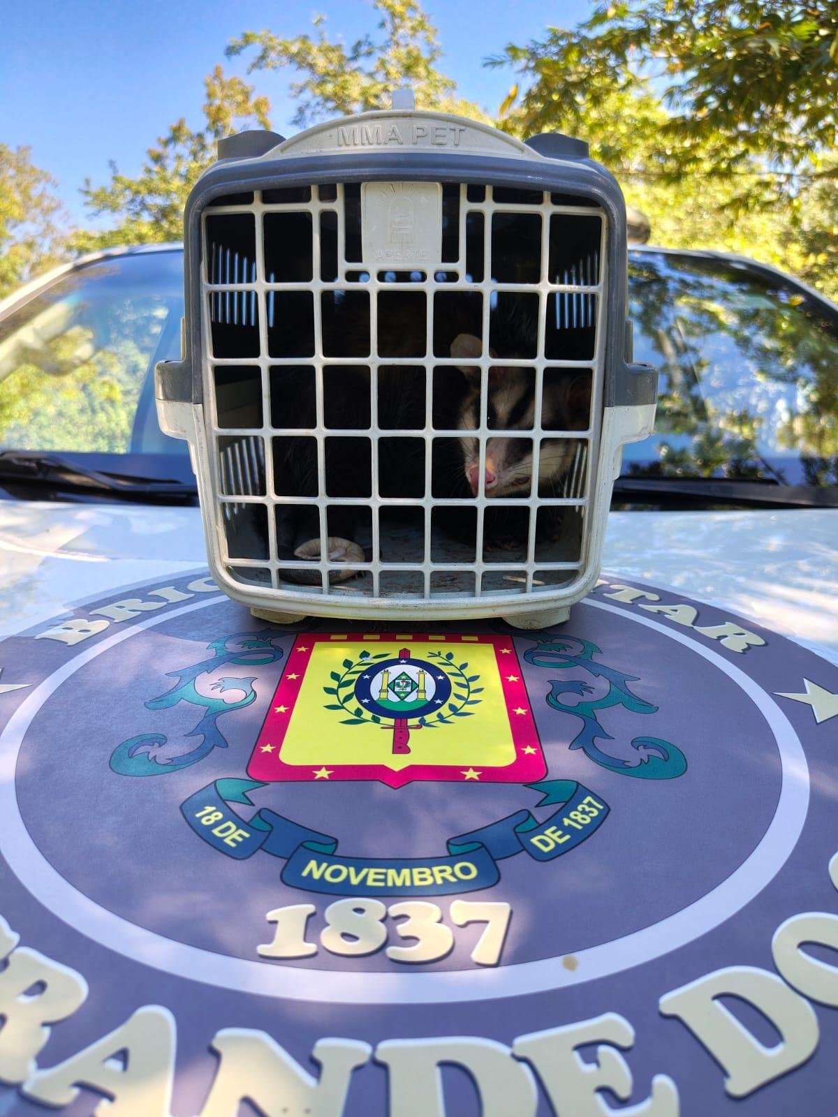 Batalh&atilde;o de Pol&iacute;cia Ambiental resgatou um gamb&aacute; que havia entrado em um estabelecimento comercial no bairro Cidade Baixa