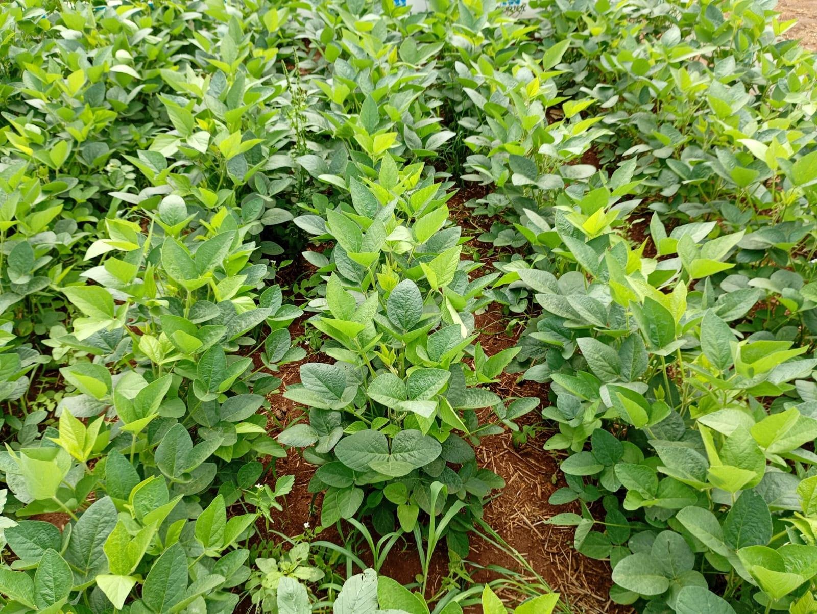 A trajet&oacute;ria do gr&atilde;o da soja tem rela&ccedil;&atilde;o direta &agrave; transforma&ccedil;&atilde;o das fam&iacute;lias produtoras