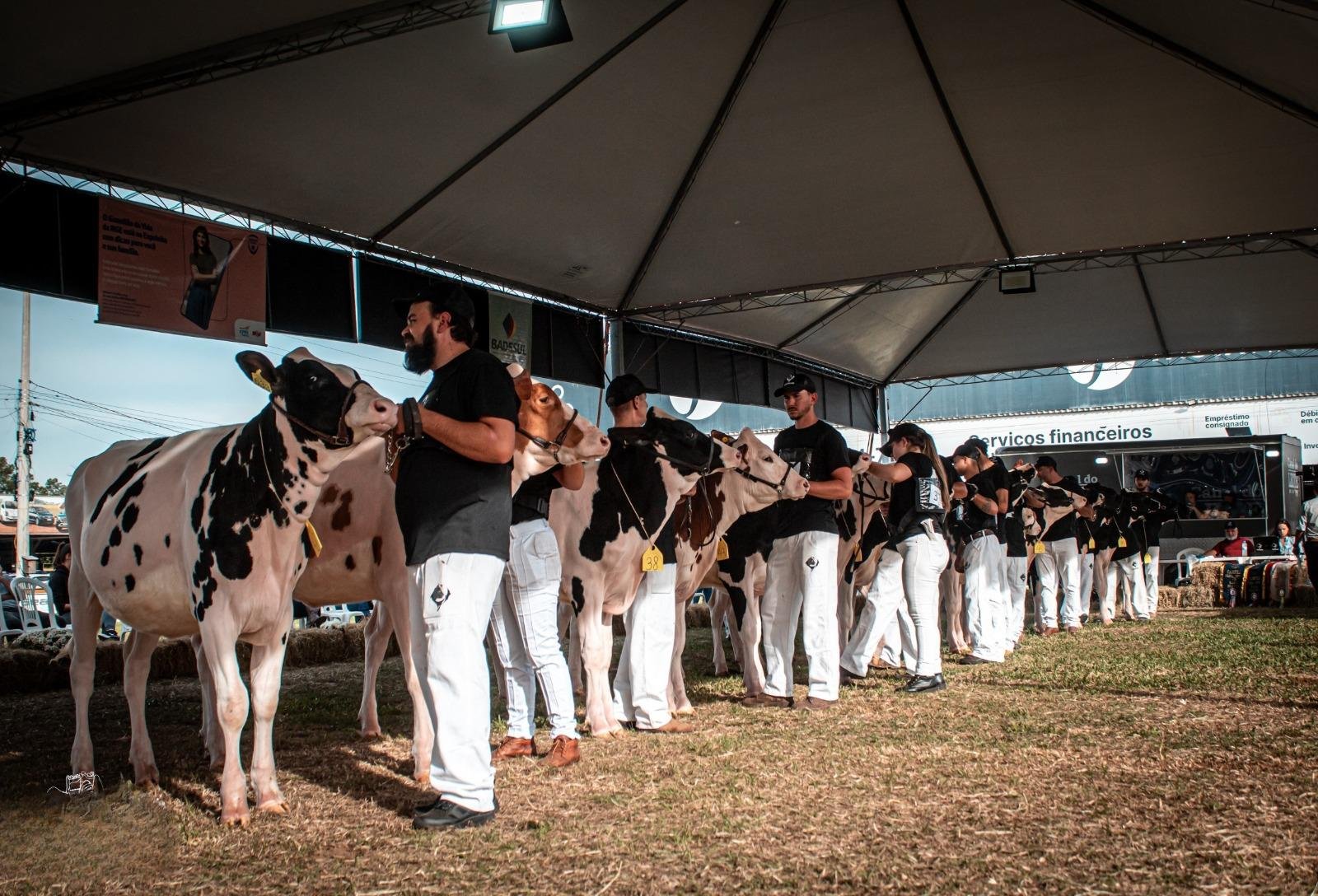 O n&uacute;mero supera a marca de 100 animais, considerada refer&ecirc;ncia pela organiza&ccedil;&atilde;o