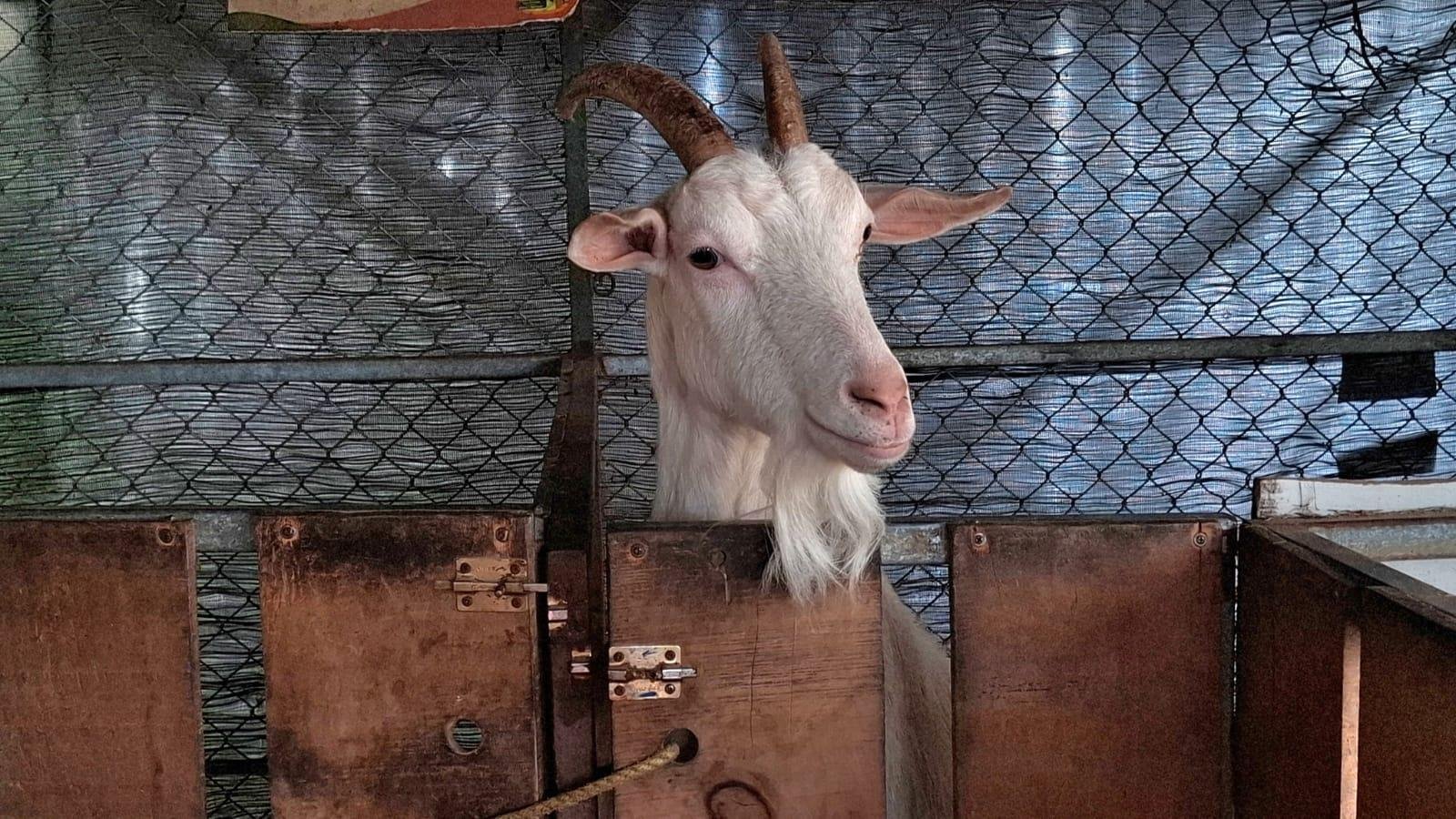 A feira ocorre de 13 a 17 de maio no Parque de Exposi&ccedil;&otilde;es Assis Brasil