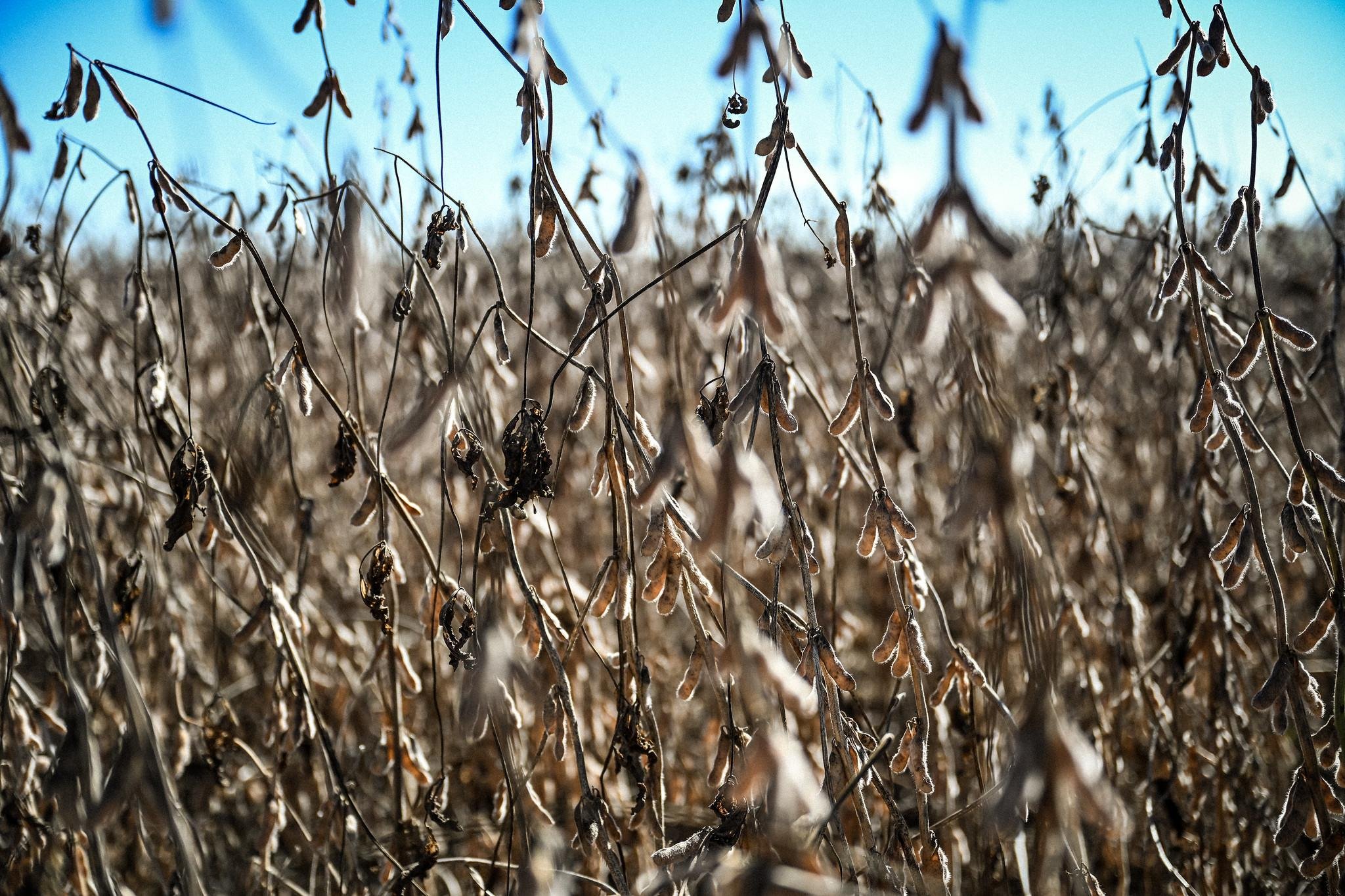 O produtor dever&aacute; apresentar um plano de manejo da ferrugem asi&aacute;tica